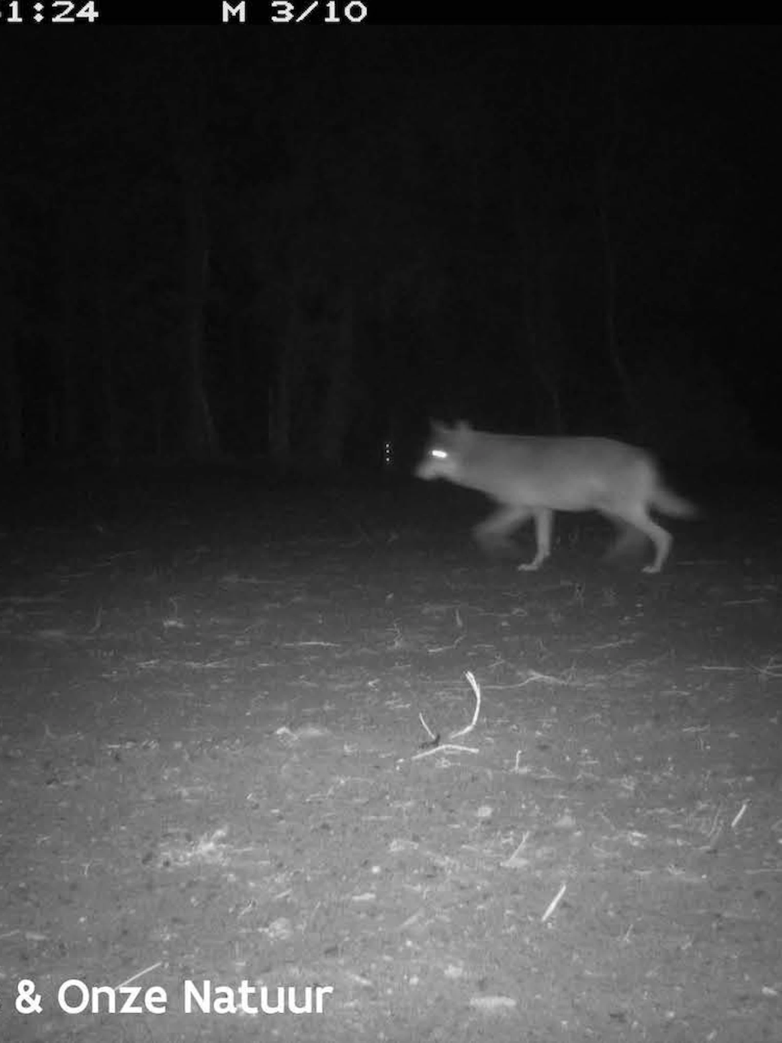 Mens versus wolf: elkaar mijden is beste scenario om samen te leven