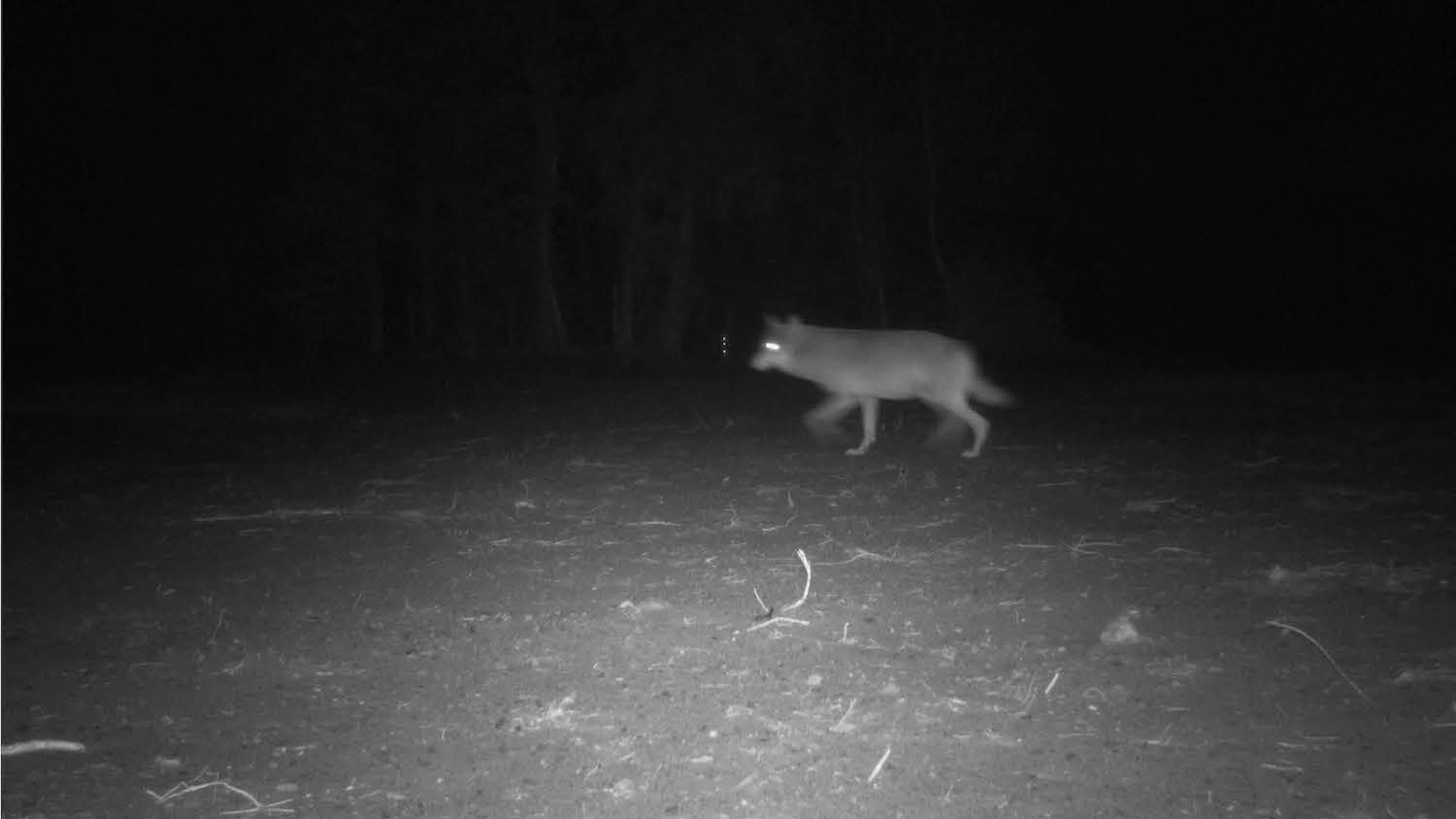 Mens versus wolf: elkaar mijden is beste scenario om samen te leven