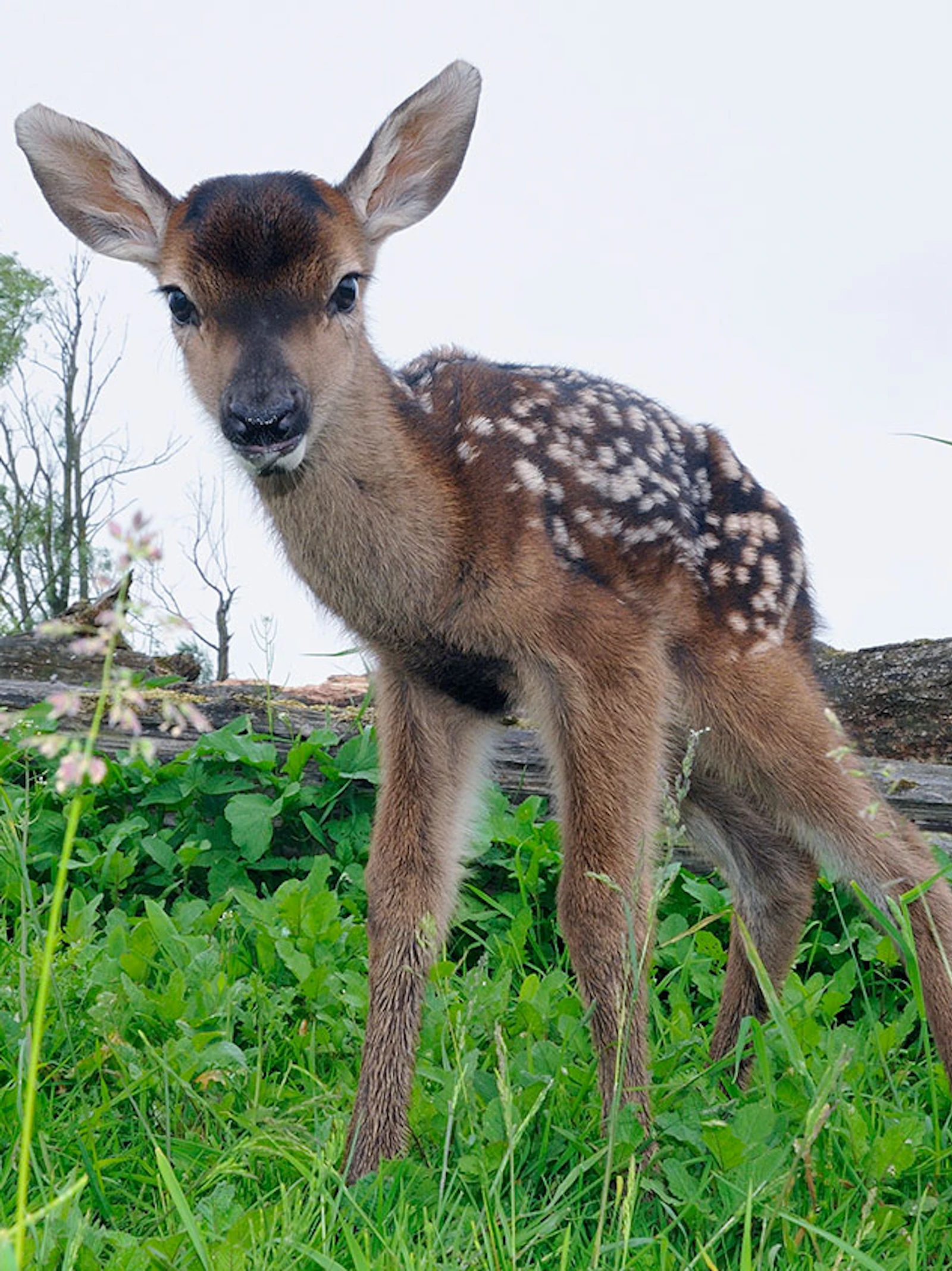 Er is nog hoop voor de Europese wildernis