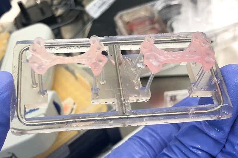 Gekweekte stamcelpatches kunnen een alternatief zijn voor een pacemaker
