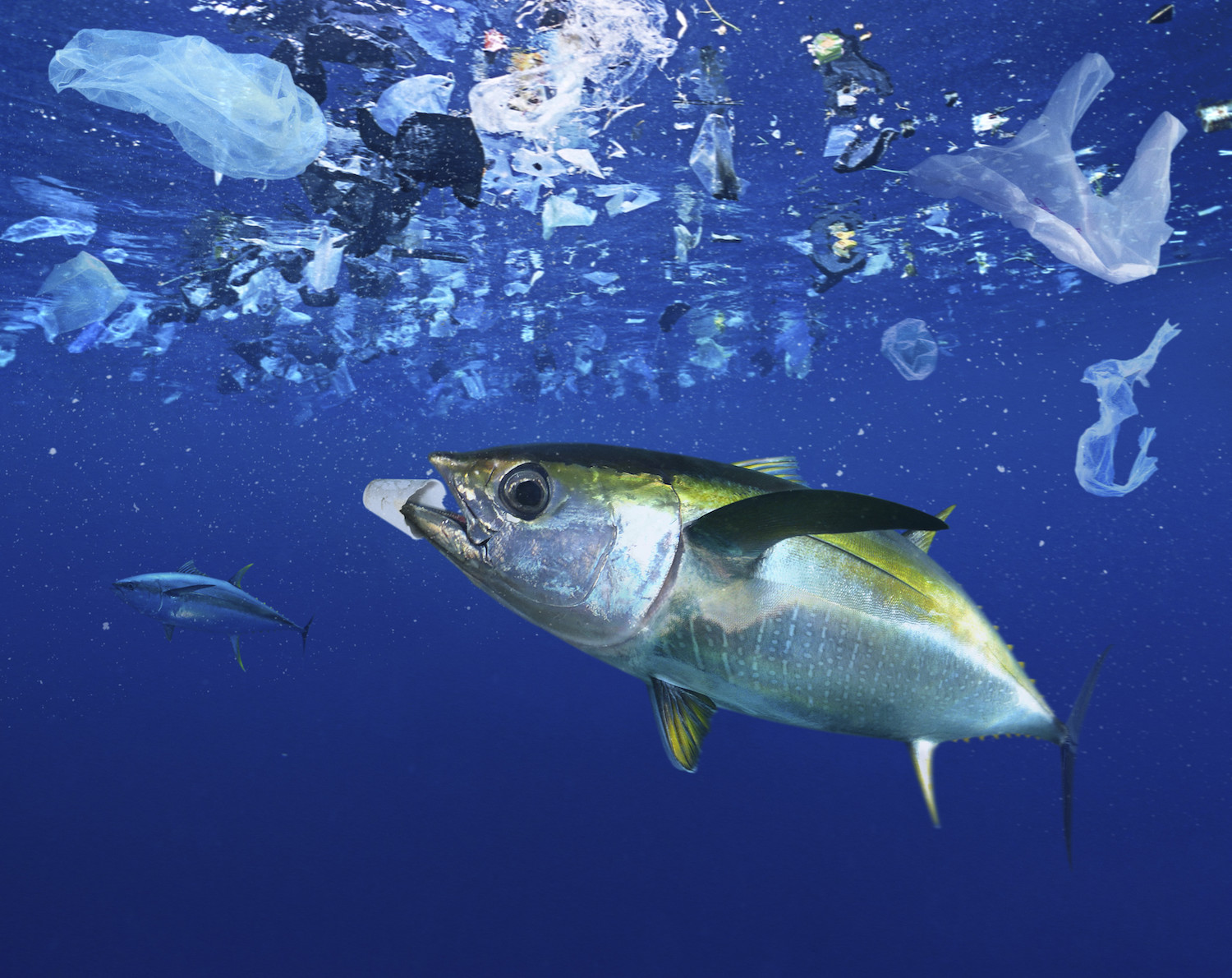 Plastic vergiftigt oceaanbacteriën die goed zijn voor 10% van alle zuurstof op aarde