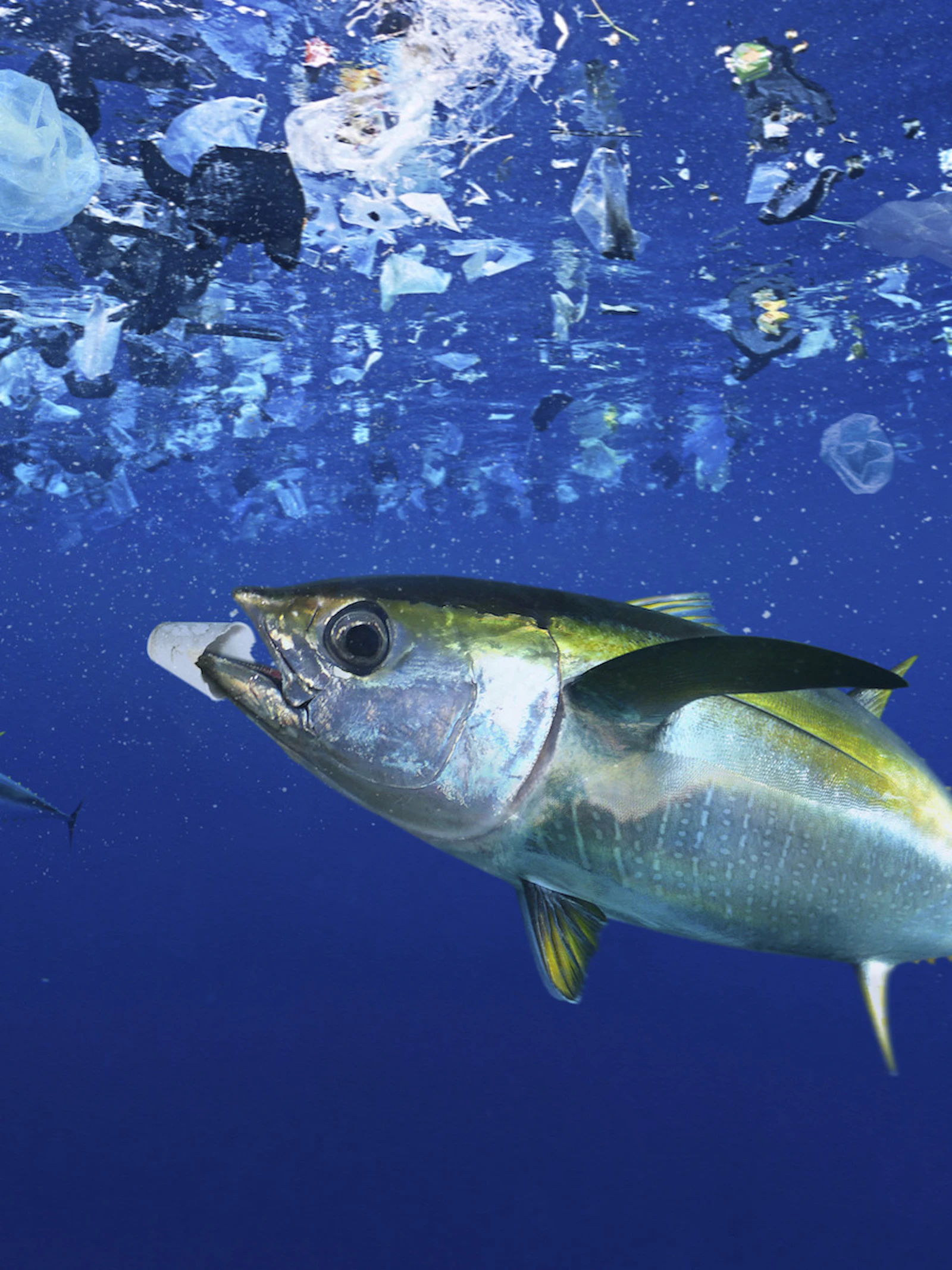 Plastic vergiftigt oceaanbacteriën die goed zijn voor 10% van alle zuurstof op aarde