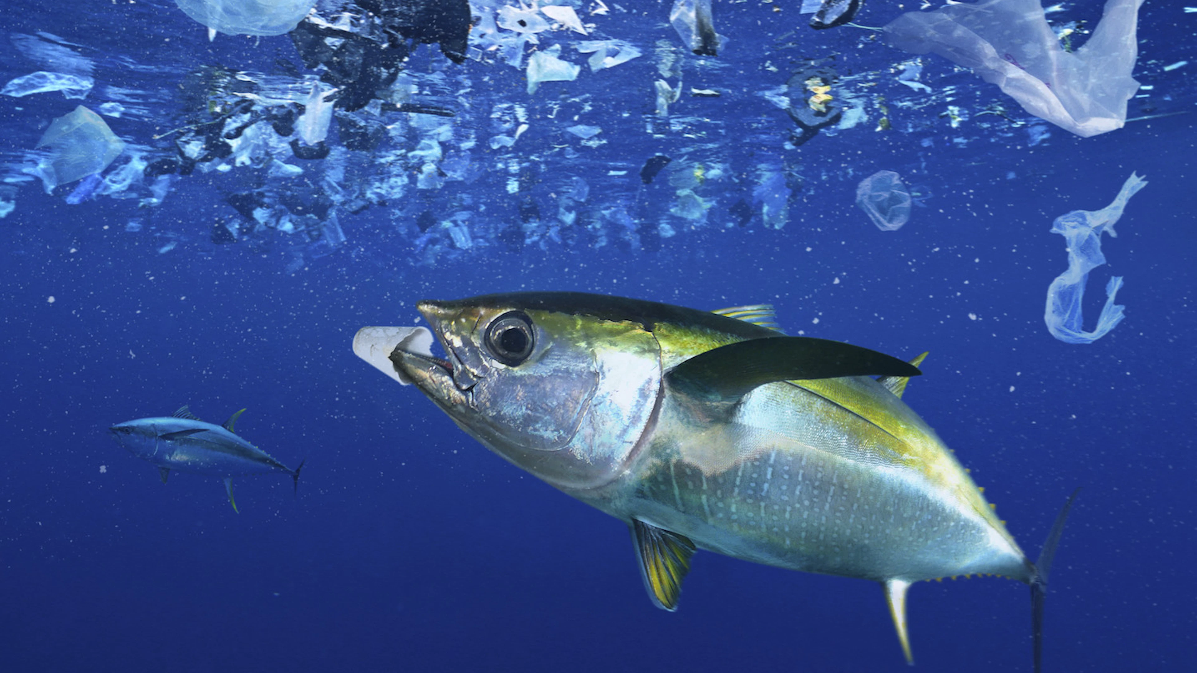 Plastic vergiftigt oceaanbacteriën die goed zijn voor 10% van alle zuurstof op aarde