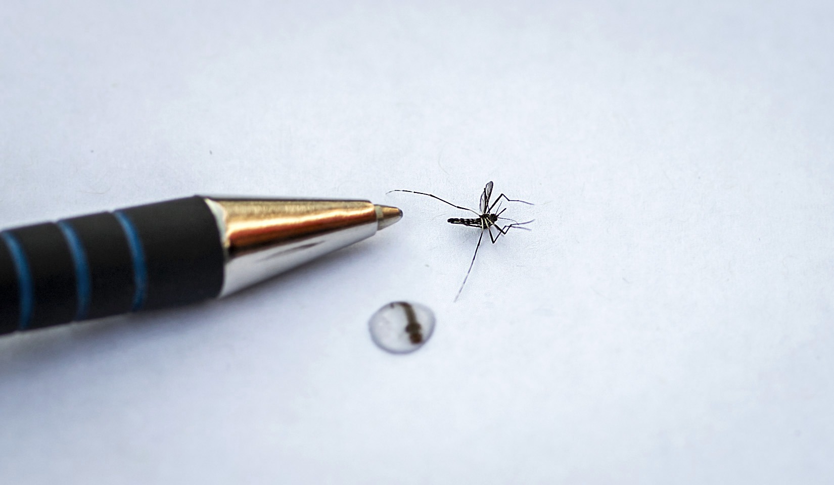 Klimaatverandering duwt tropische ziektes onze richting uit