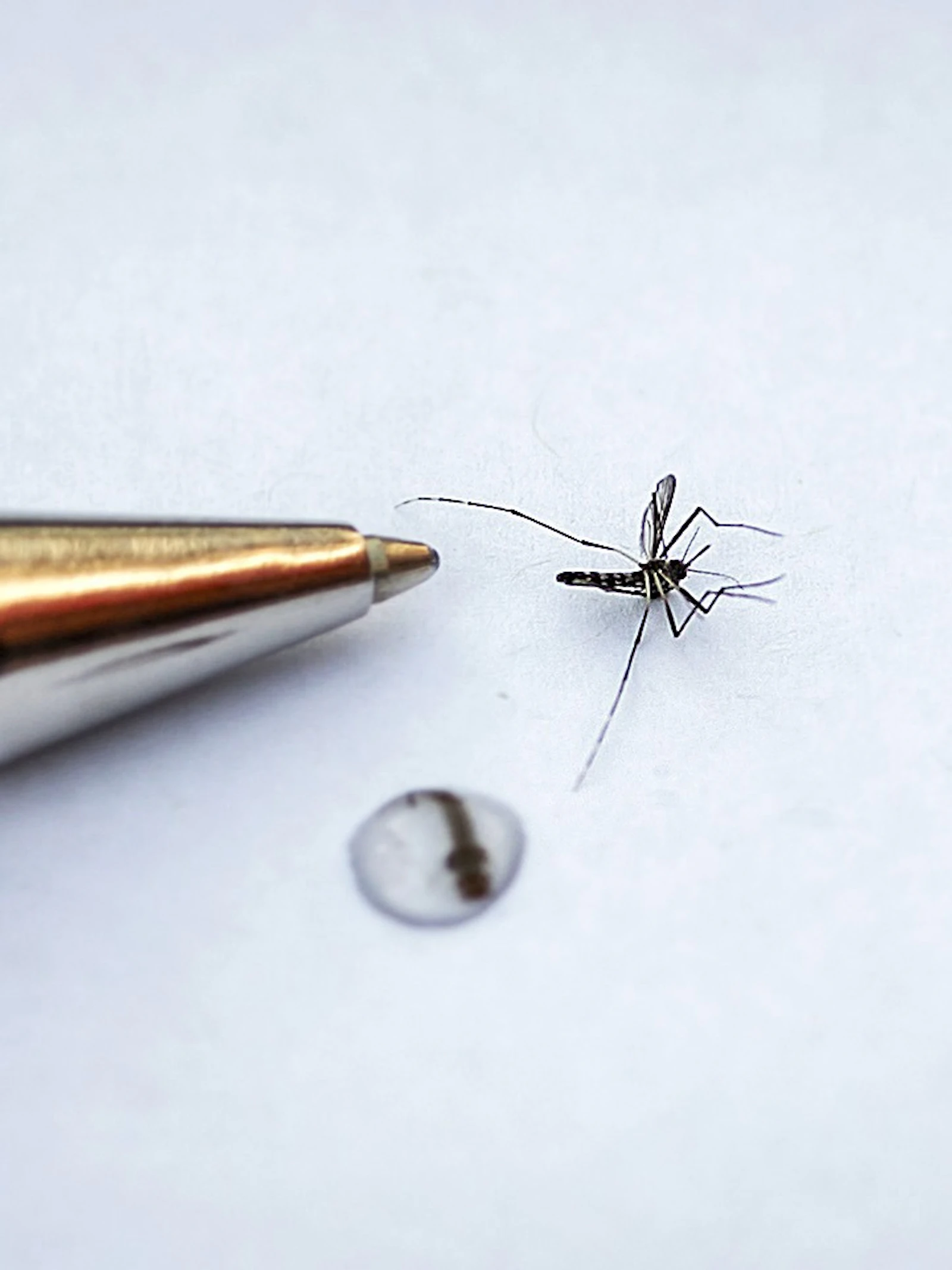 Klimaatverandering duwt tropische ziektes onze richting uit