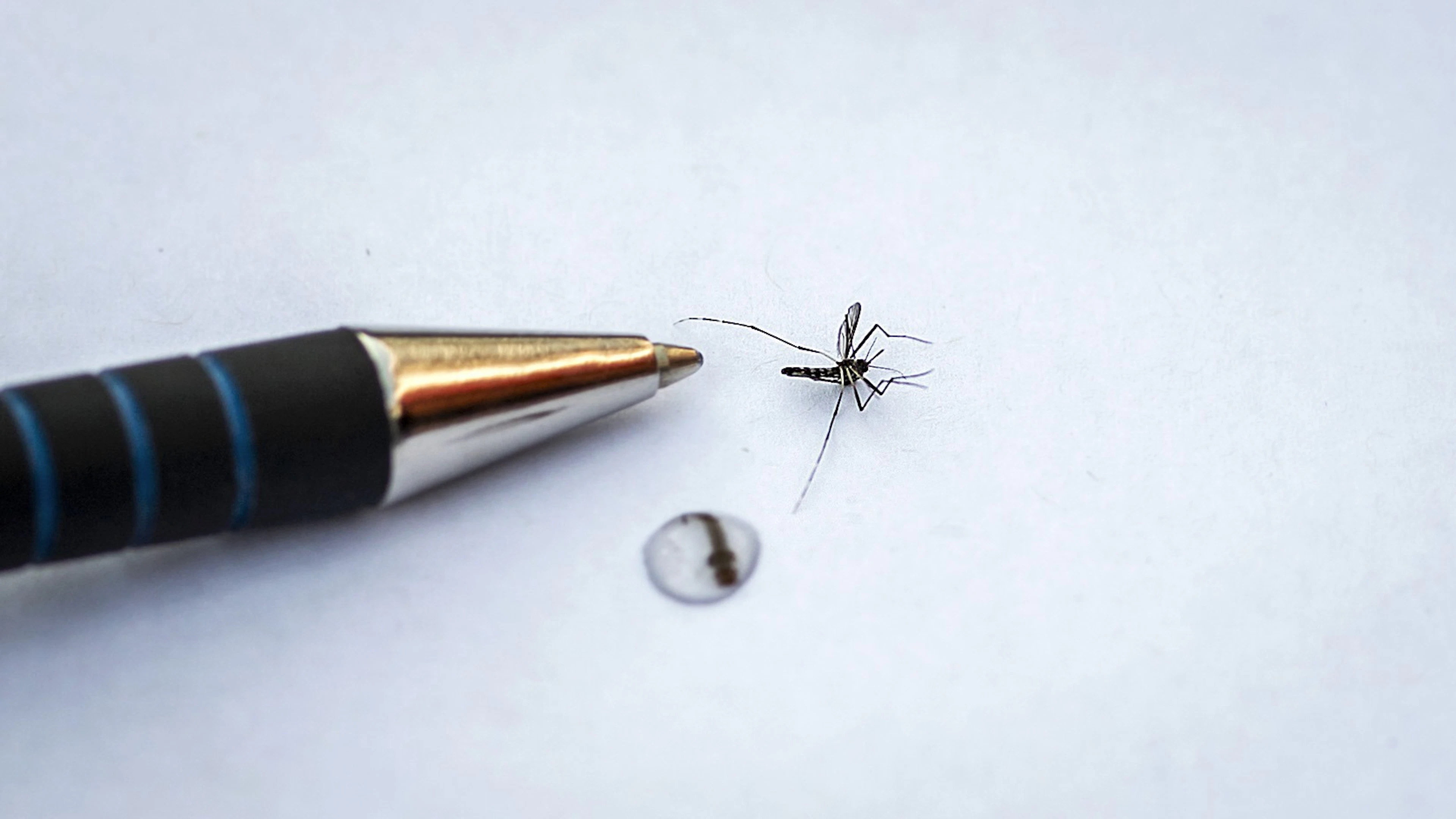 Klimaatverandering duwt tropische ziektes onze richting uit