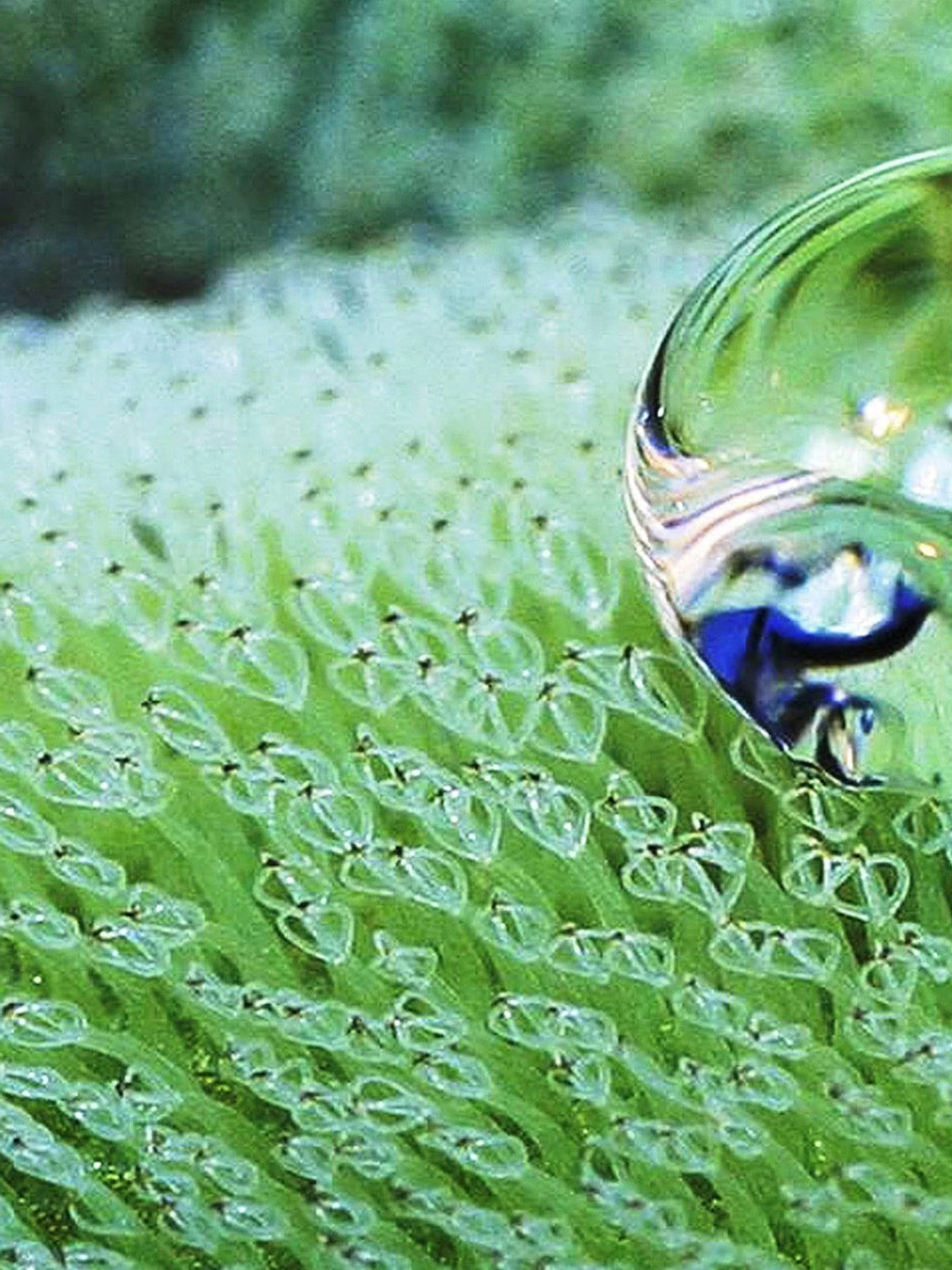 Drijvende plant inspiratie voor efficiëntere schepen