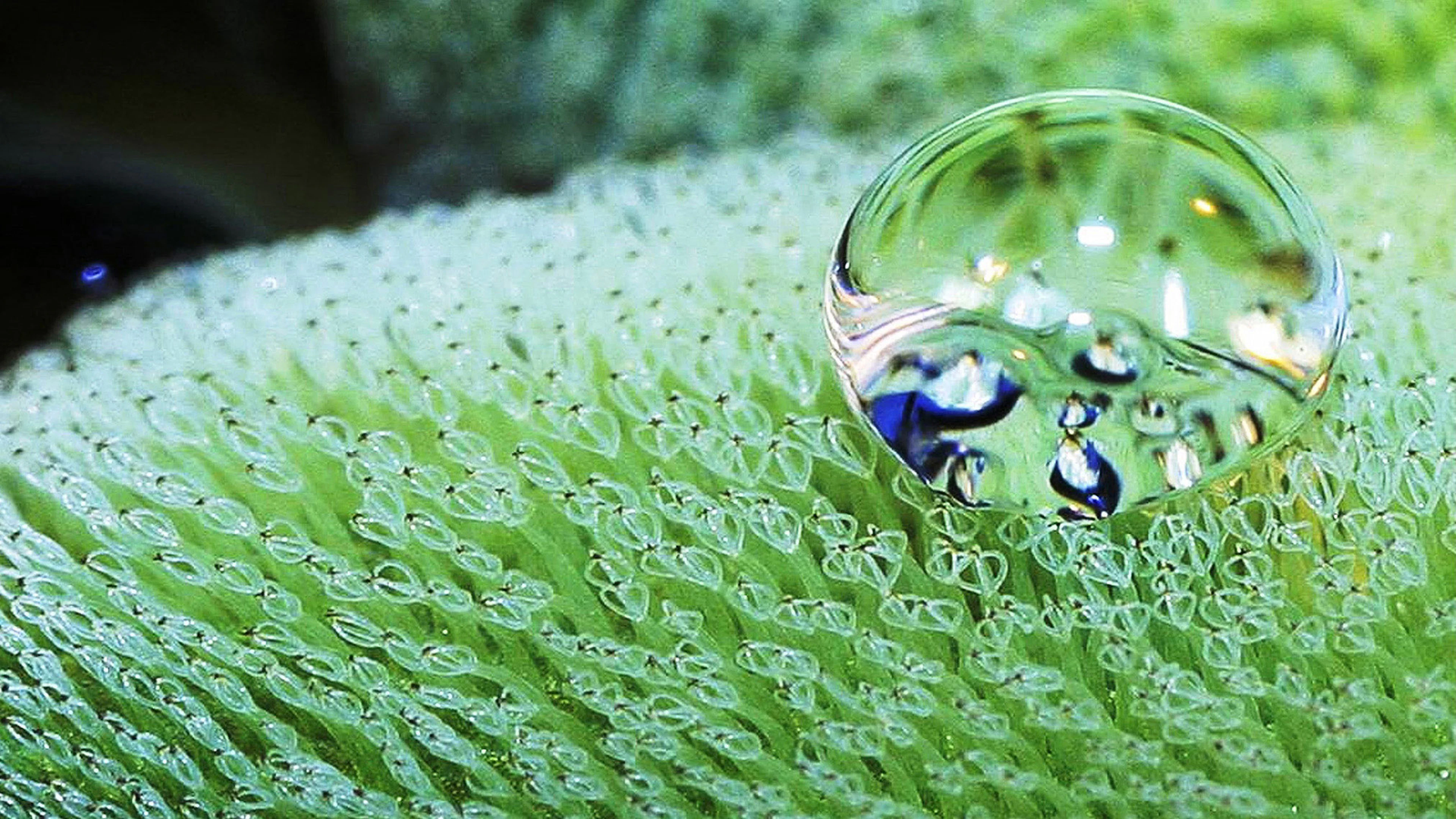 Drijvende plant inspiratie voor efficiëntere schepen