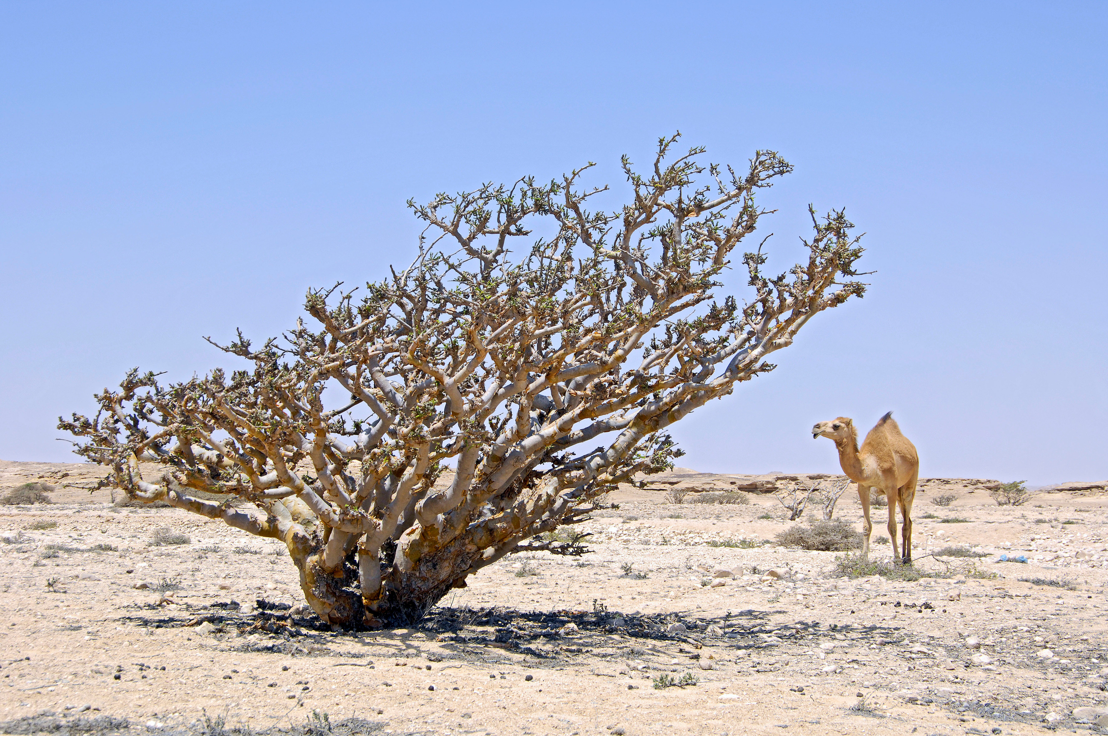 De wierookboom verdwijnt, zelfs in beschermde gebieden