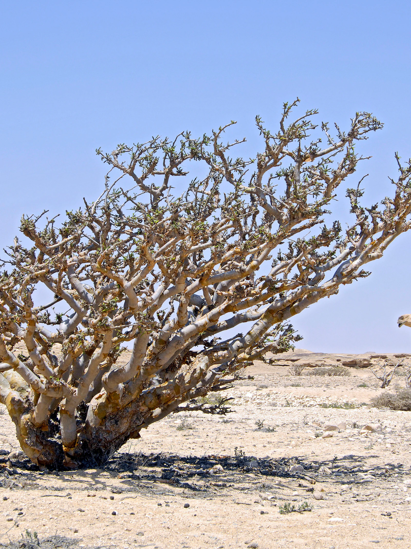 De wierookboom verdwijnt, zelfs in beschermde gebieden