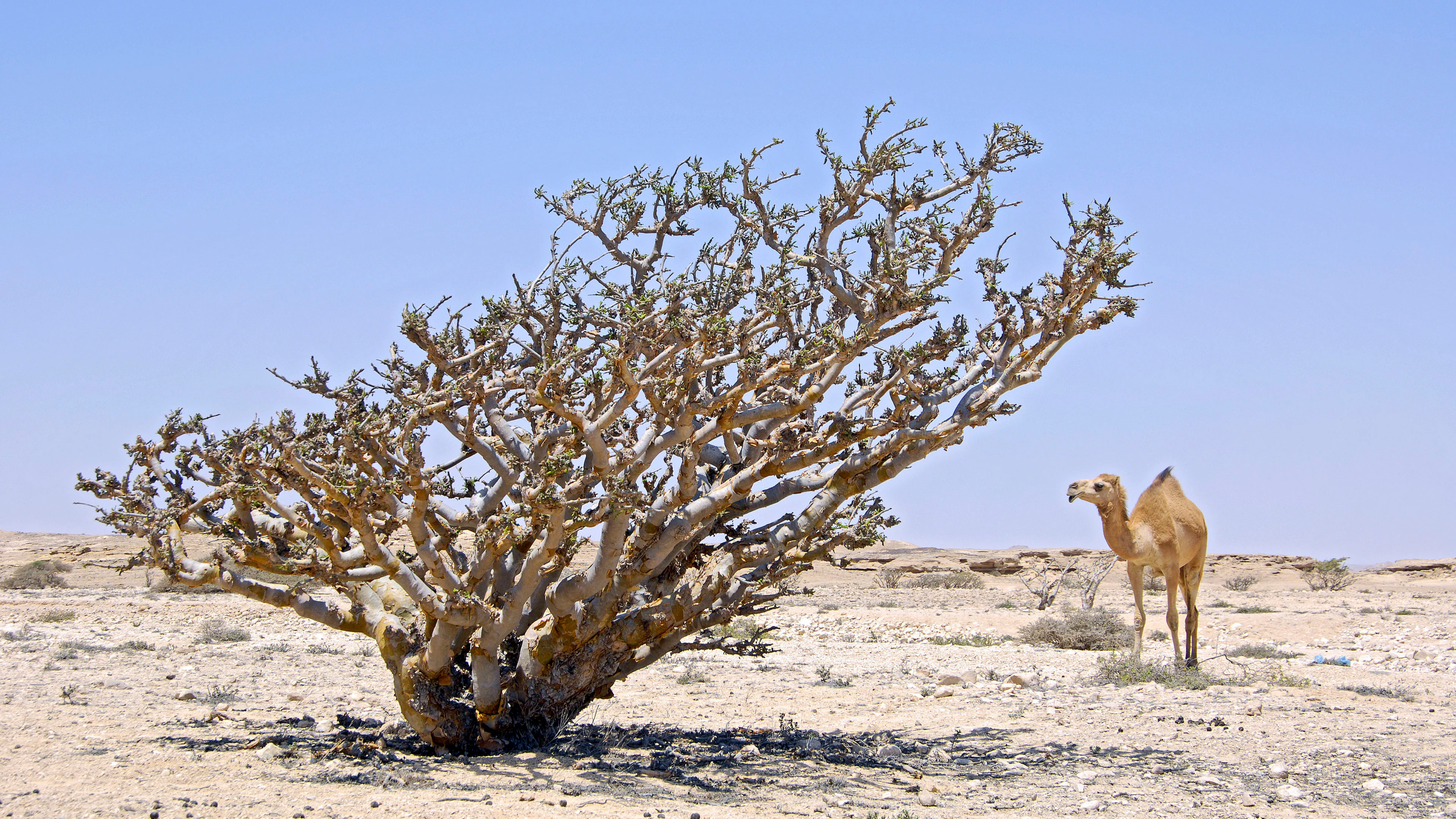 De wierookboom verdwijnt, zelfs in beschermde gebieden