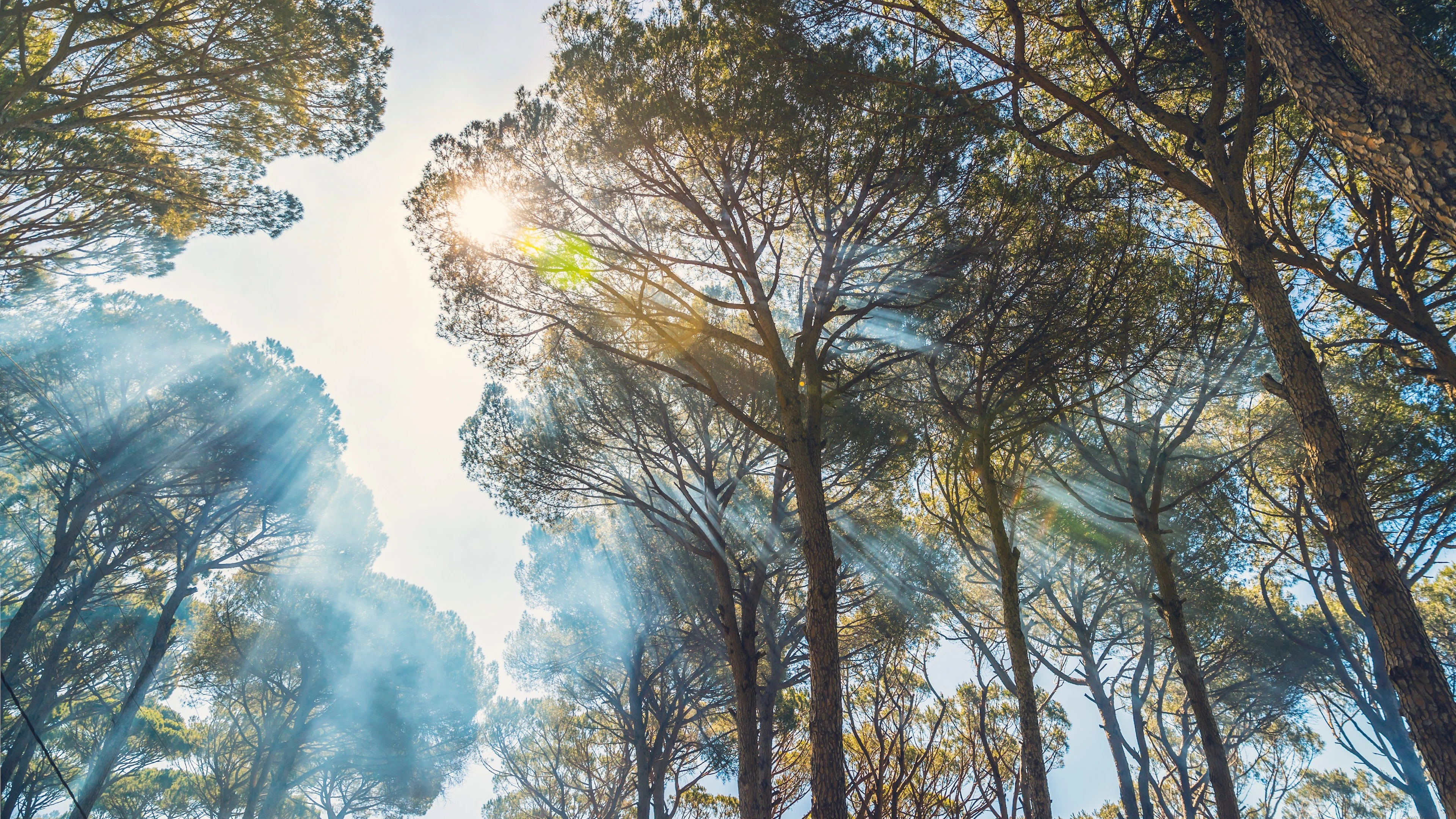 Herbebossen tegen de opwarming