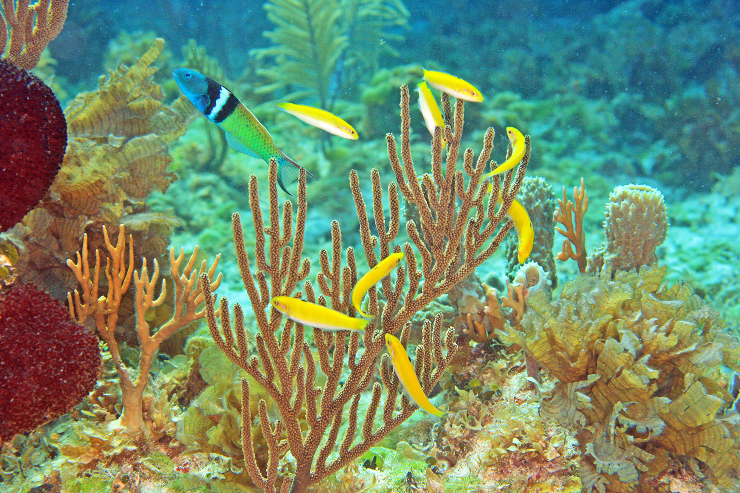 Zo verandert Nemo van geslacht