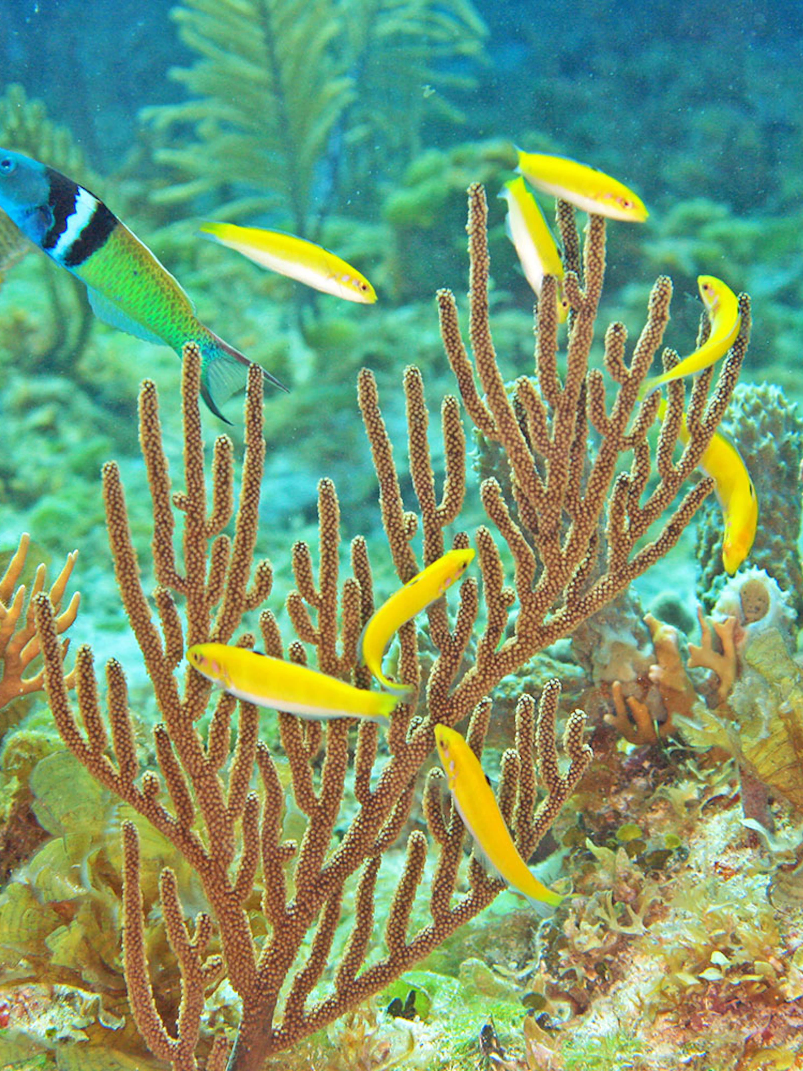 Zo verandert Nemo van geslacht