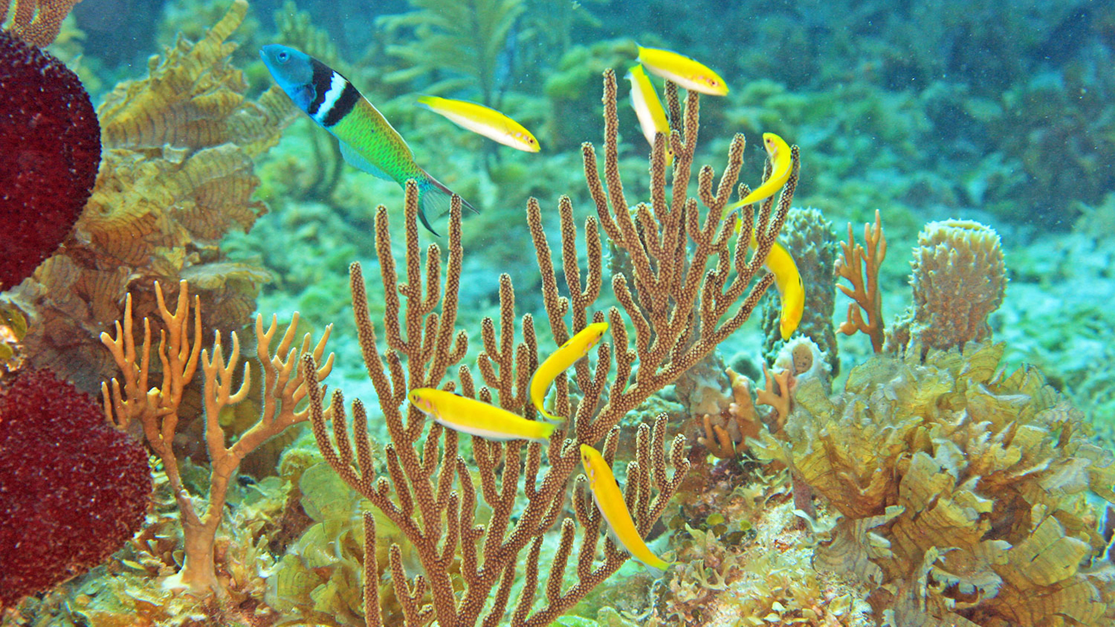Zo verandert Nemo van geslacht