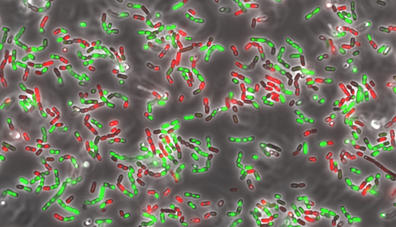 Dode (rood) en levende (groen) E. coli bacteriën