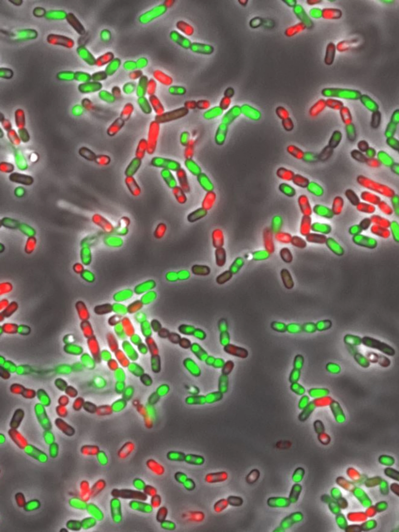 Dode (rood) en levende (groen) E. coli bacteriën
