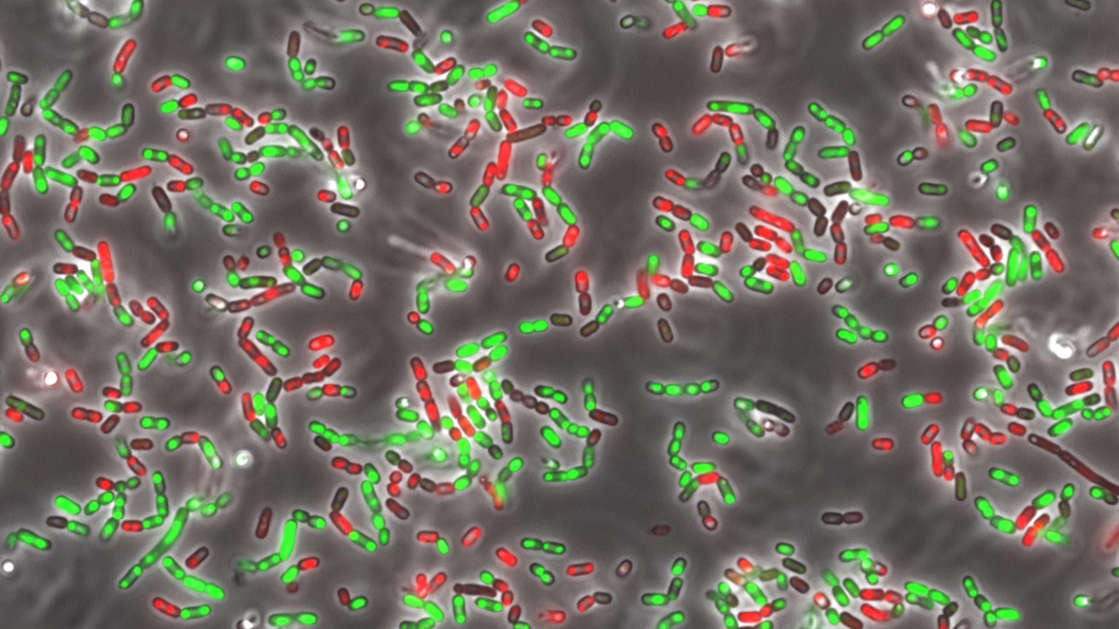 Dode (rood) en levende (groen) E. coli bacteriën