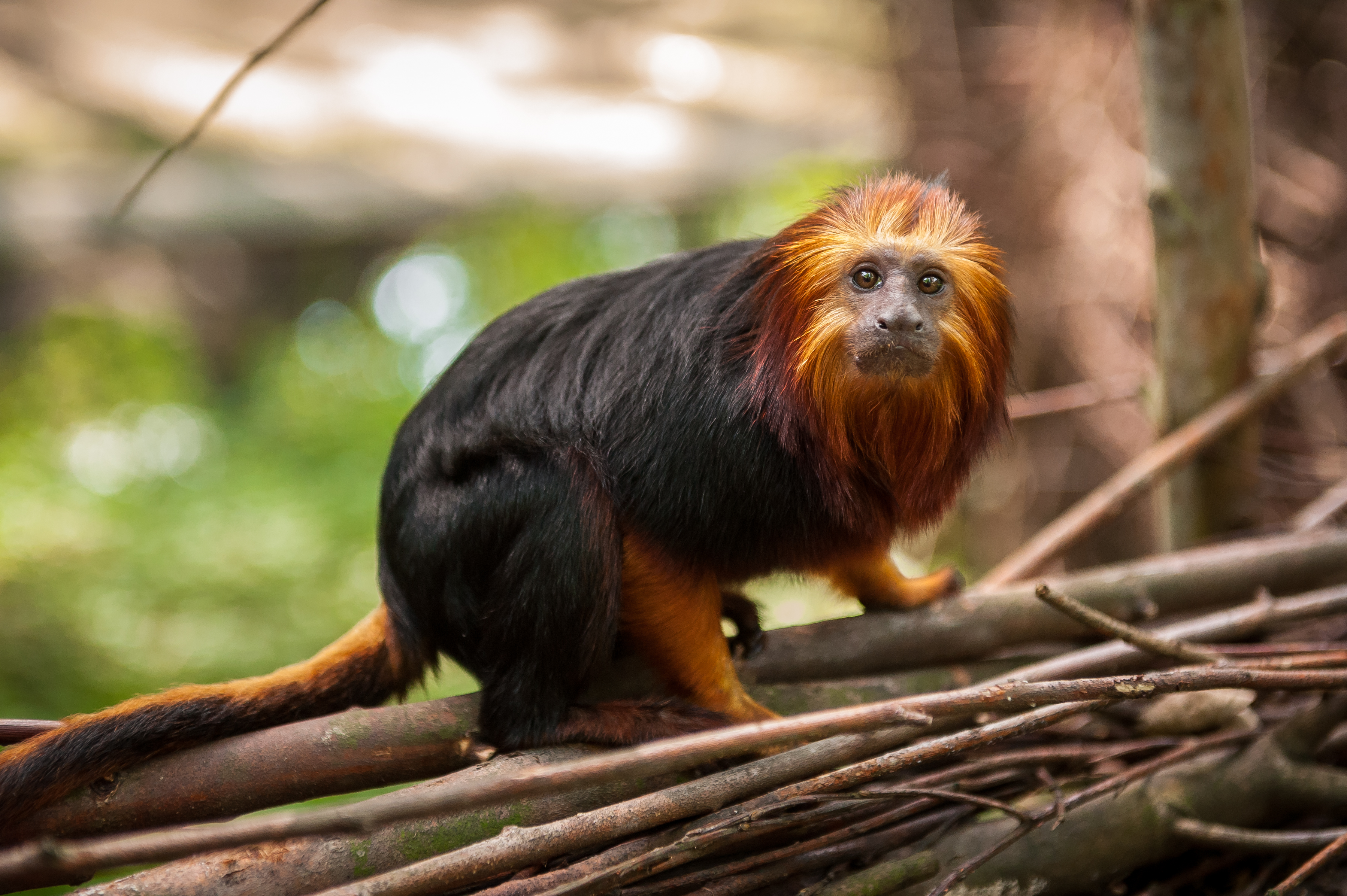 Dierentuin onderzoekt invloed klimaatverandering op biodiversiteit