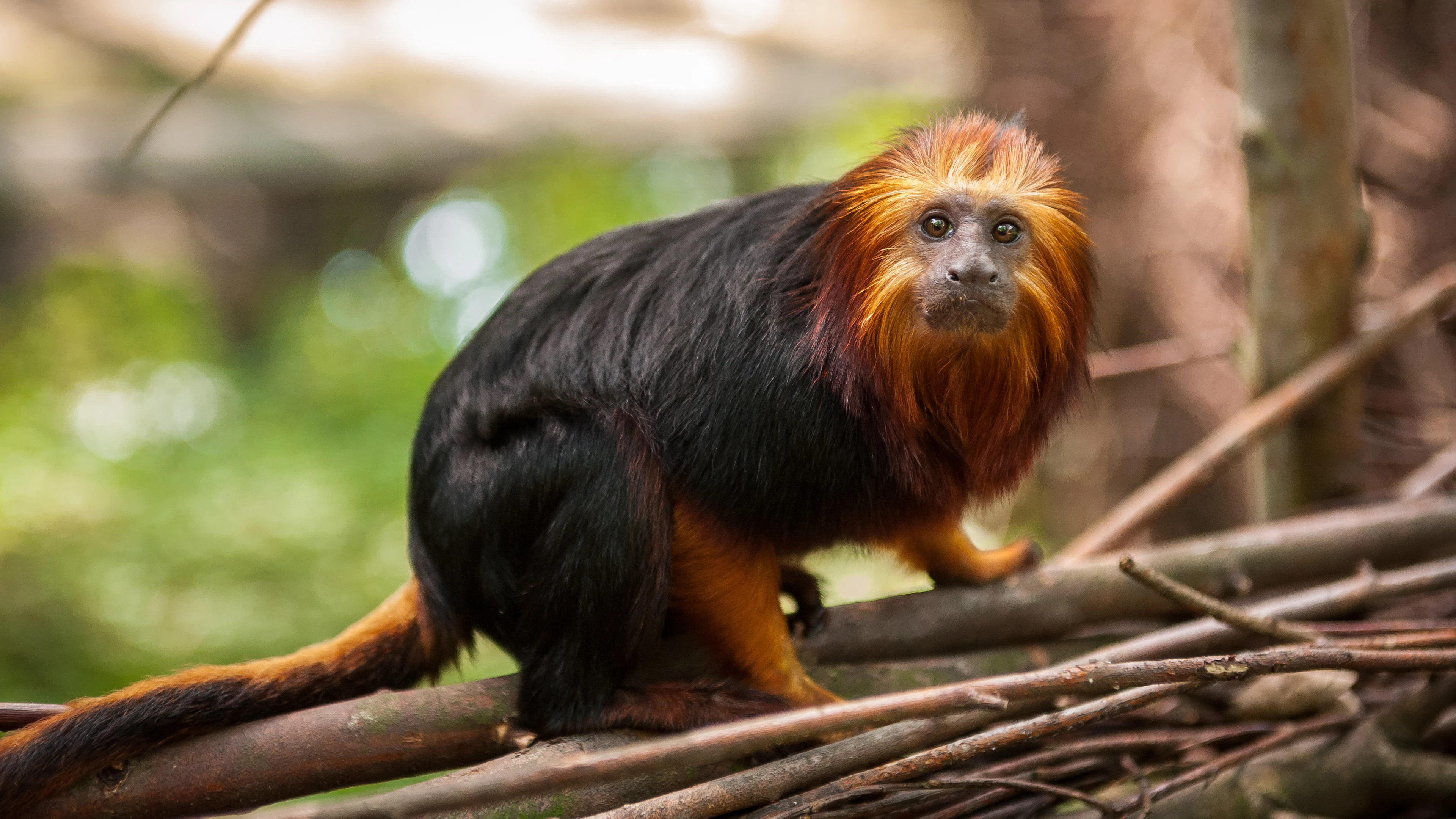 Dierentuin onderzoekt invloed klimaatverandering op biodiversiteit