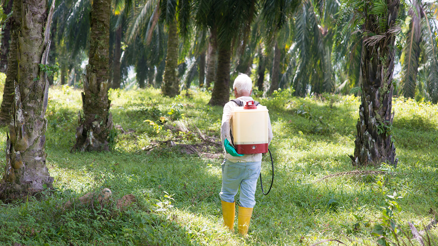 Palmolie-ontbossing achter een masker