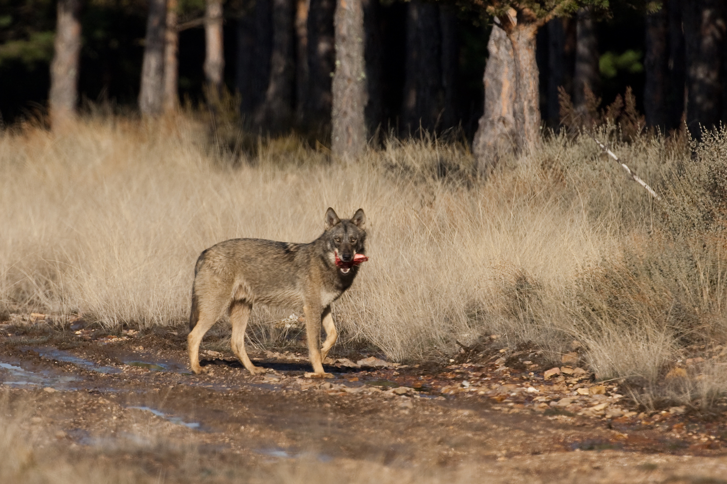 Wie is bang voor de wolf?