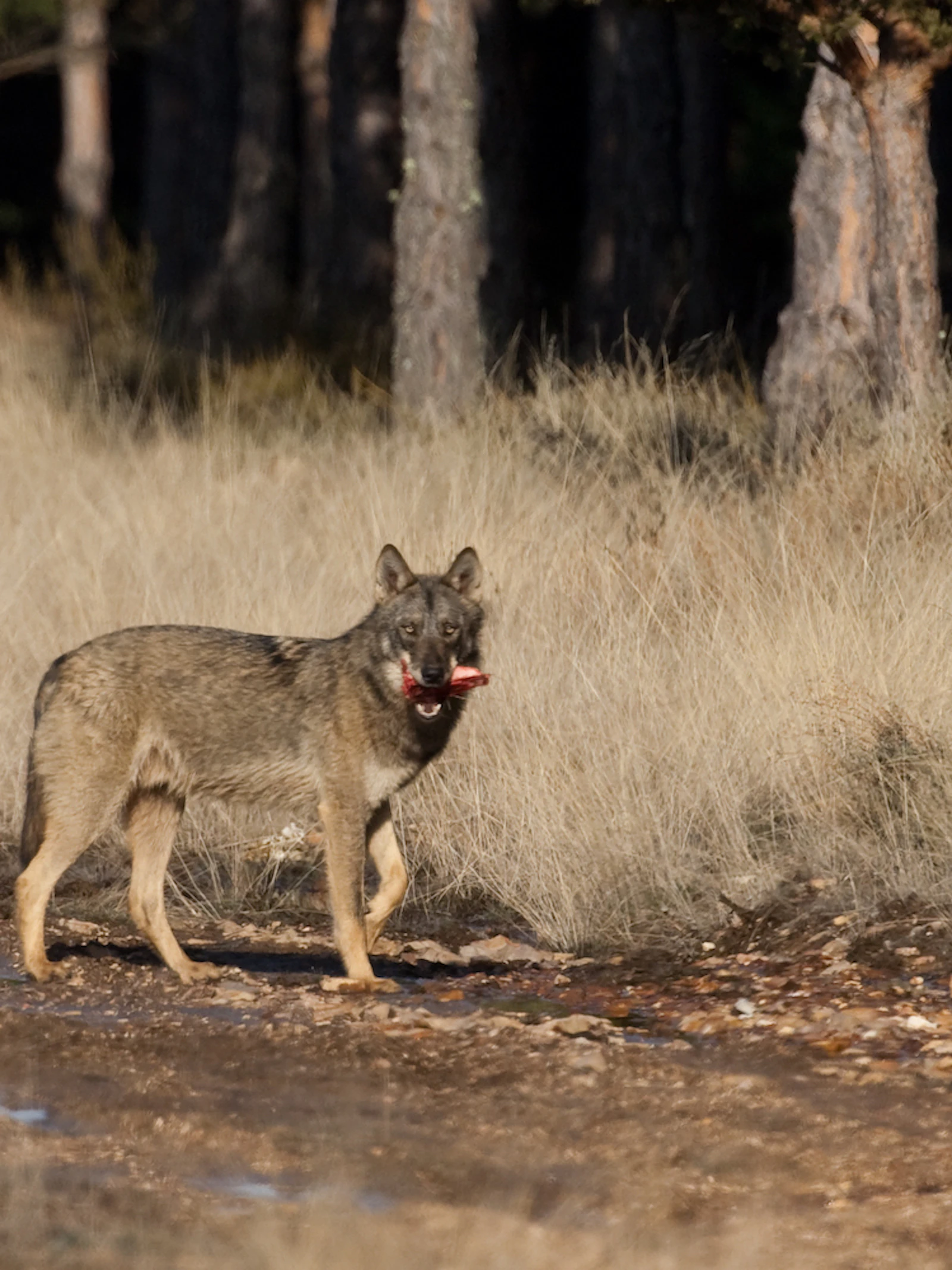 Wie is bang voor de wolf?