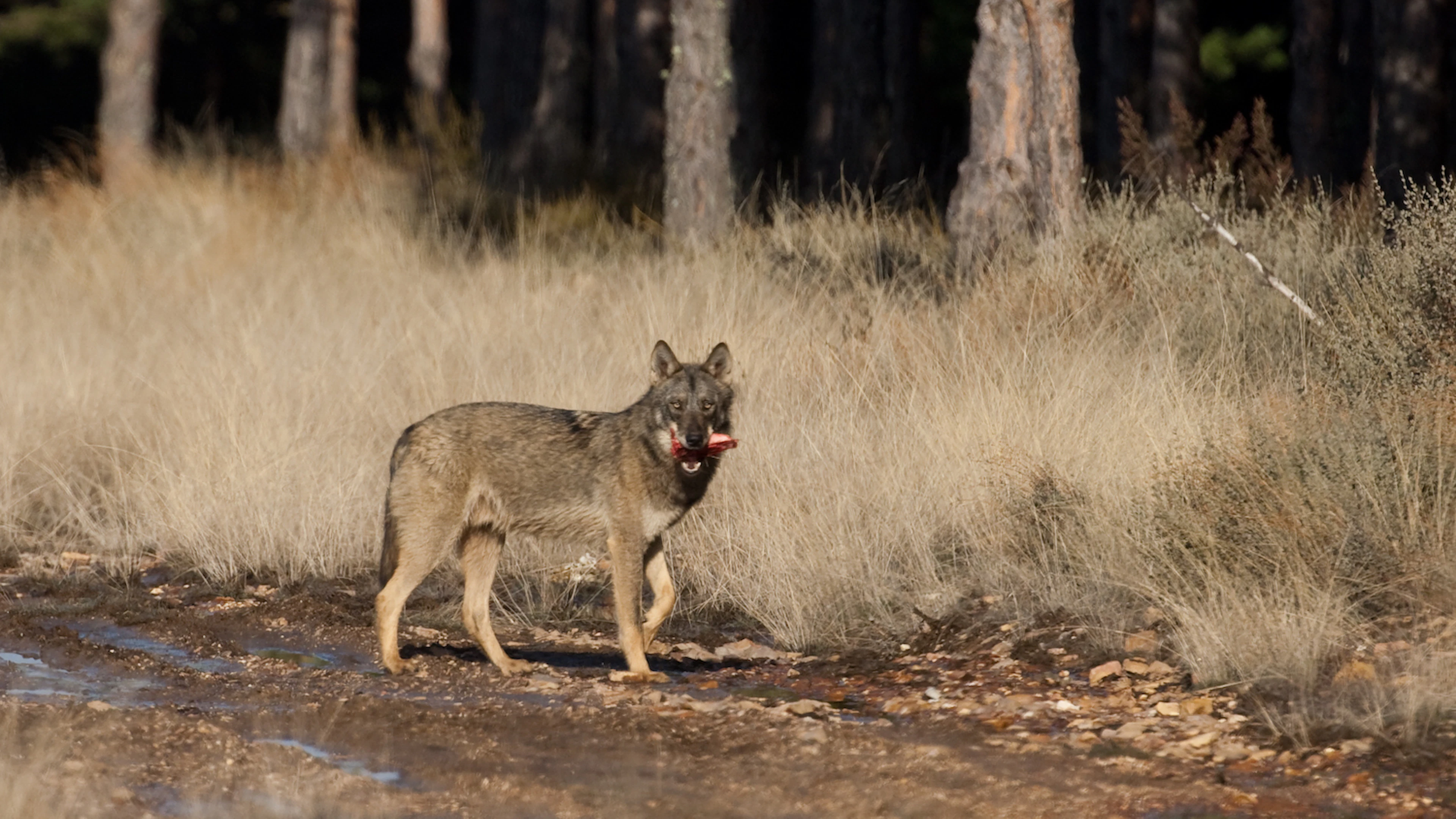 Wie is bang voor de wolf?
