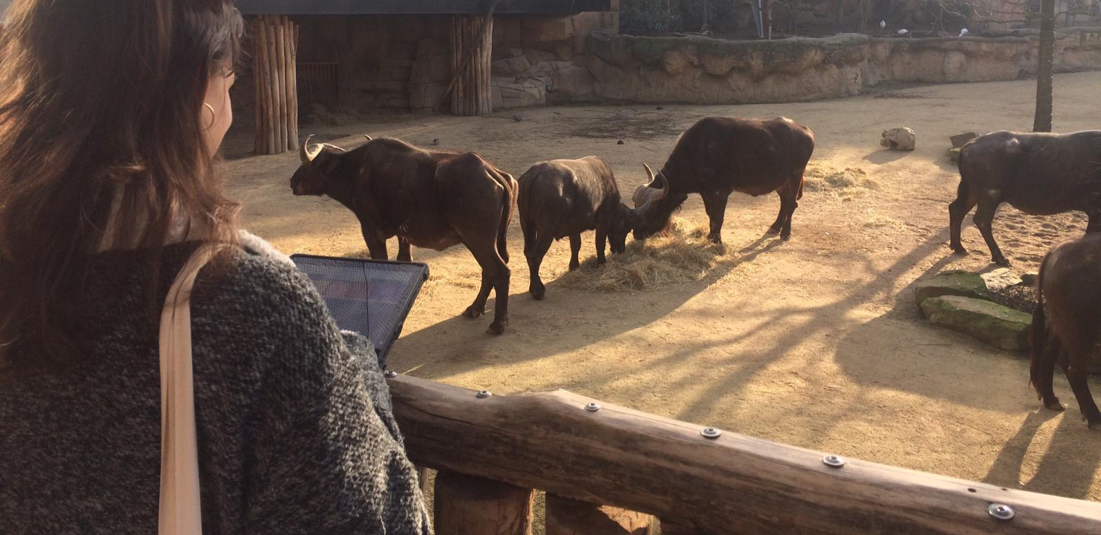 Eigen welzijnswetenschapper voor ZOO Antwerpen en ZOO Planckendael