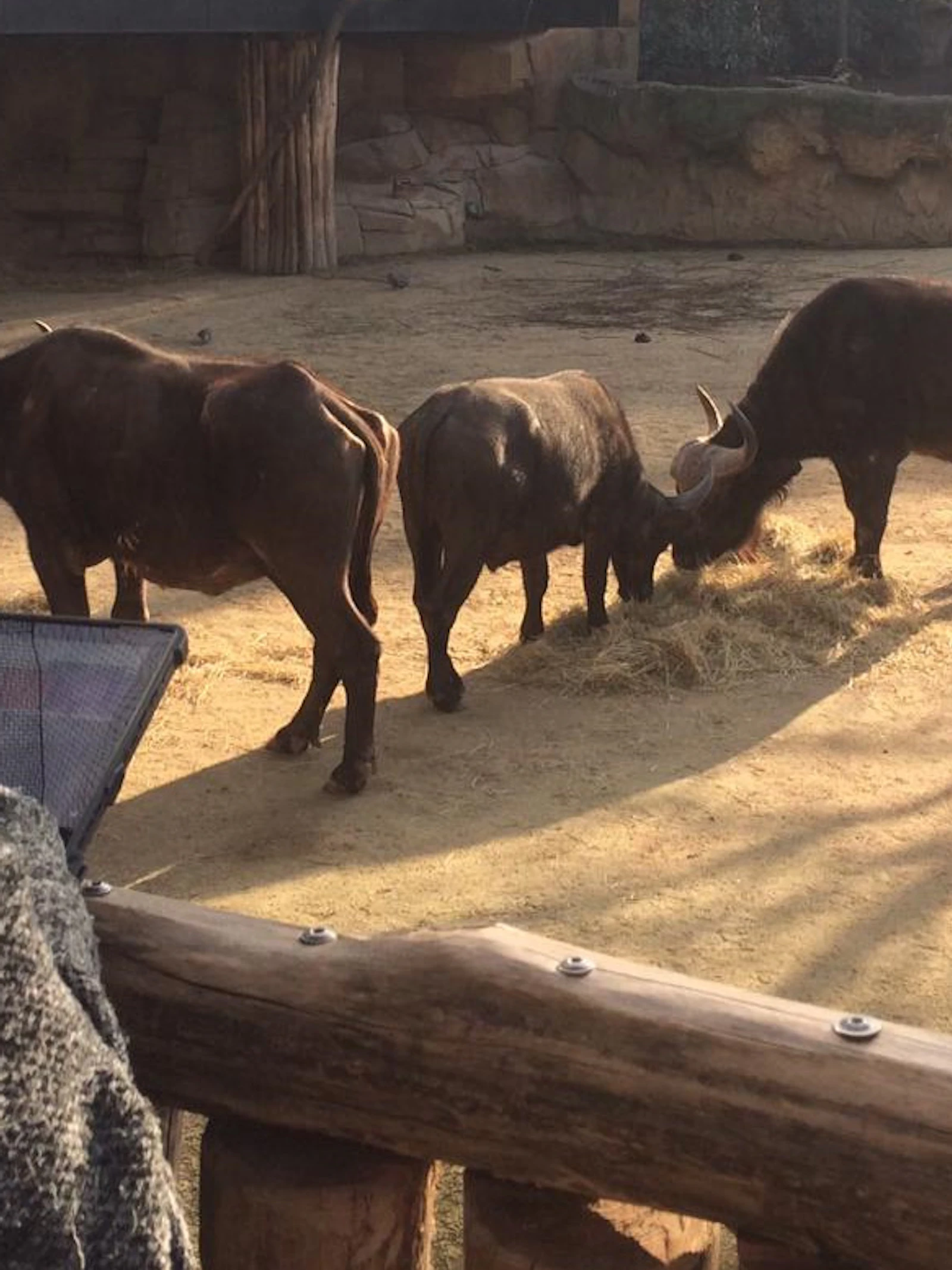 Eigen welzijnswetenschapper voor ZOO Antwerpen en ZOO Planckendael