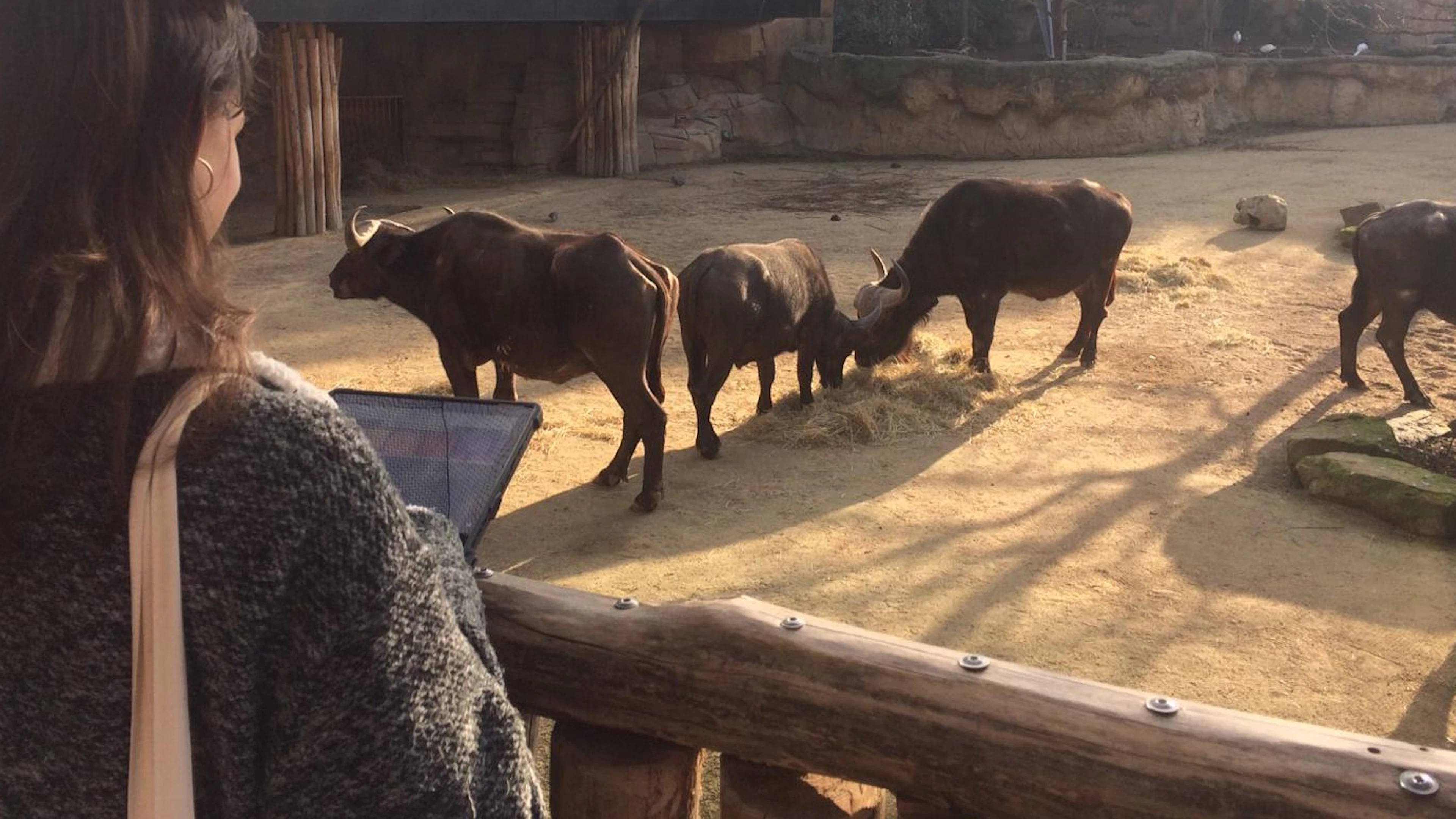 Eigen welzijnswetenschapper voor ZOO Antwerpen en ZOO Planckendael