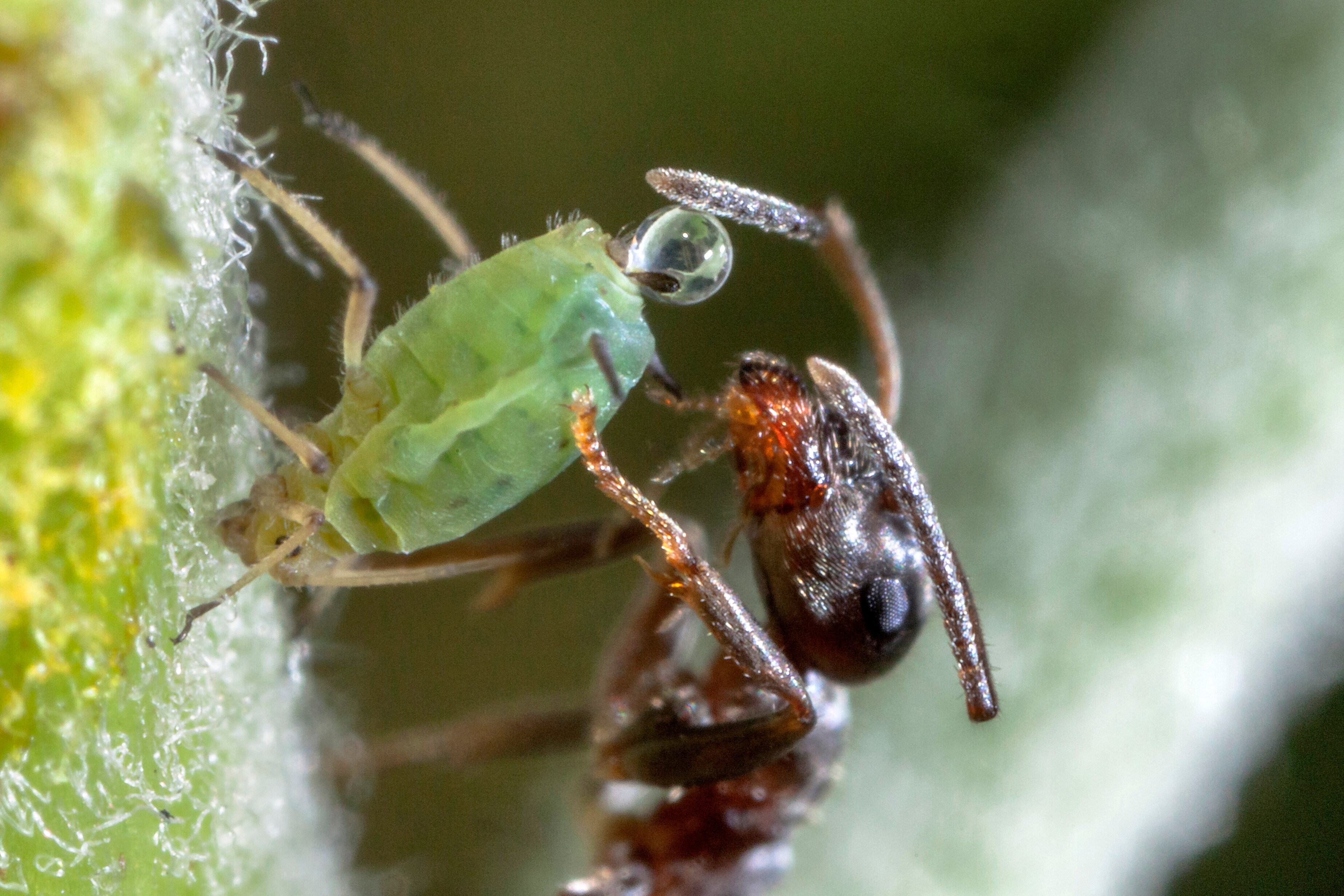 Neonicotinoïden schaden nuttige insecten via nieuwe weg