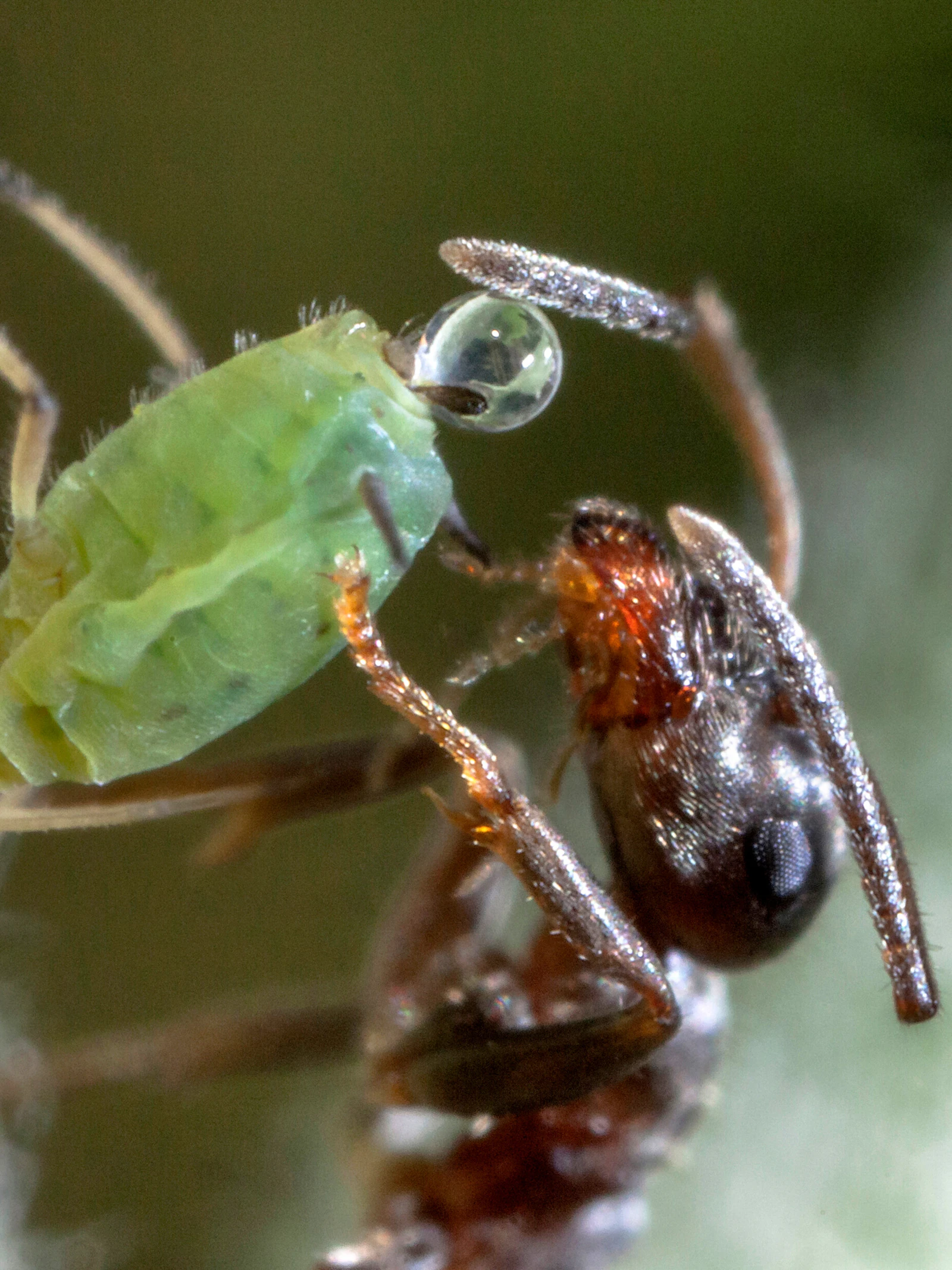 Neonicotinoïden schaden nuttige insecten via nieuwe weg