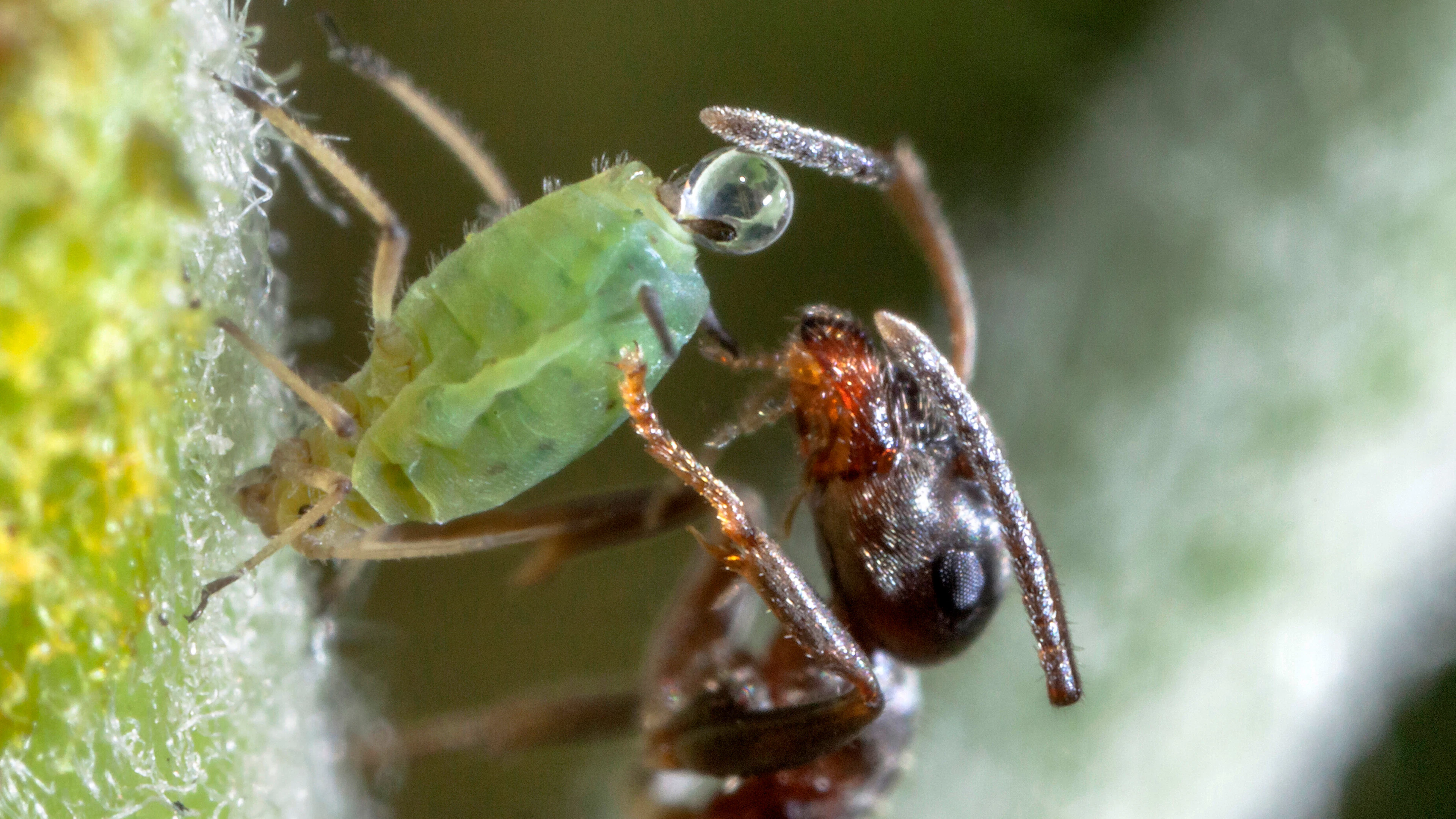 Neonicotinoïden schaden nuttige insecten via nieuwe weg