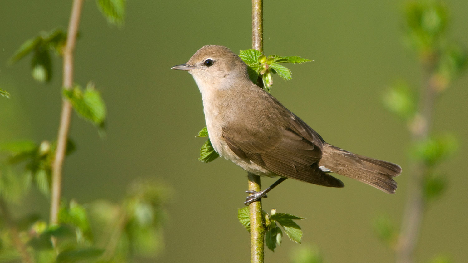 Trekvogel ruilt veiligheid in voor rust