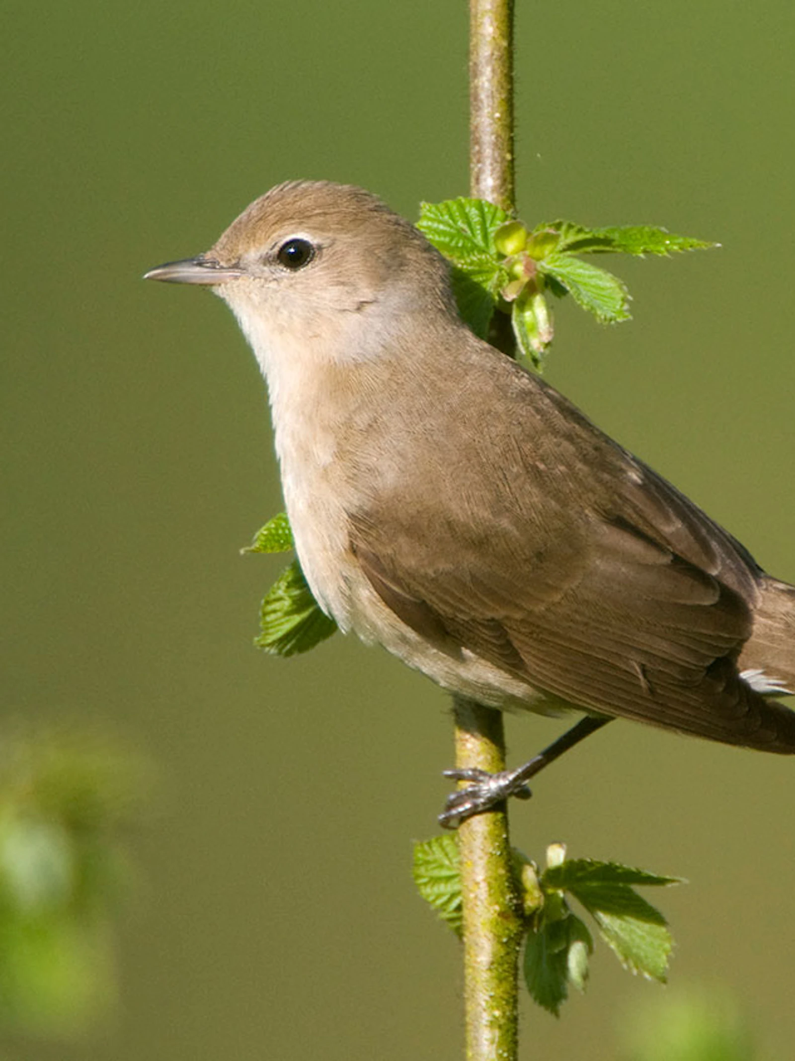 Trekvogel ruilt veiligheid in voor rust