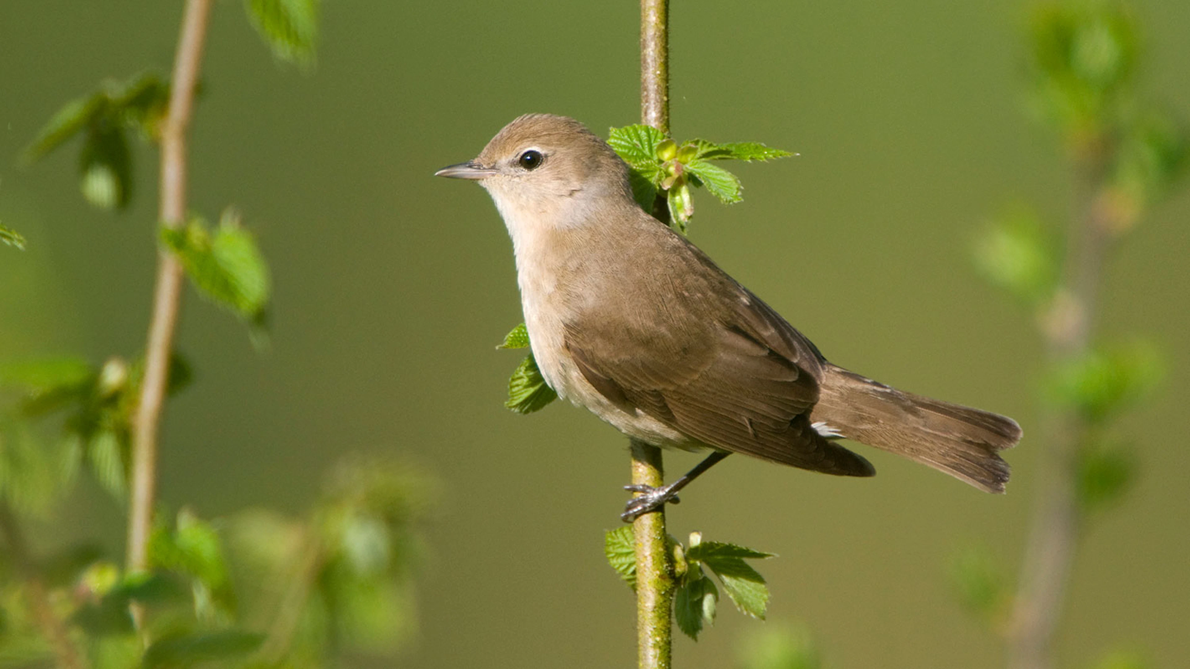 Trekvogel ruilt veiligheid in voor rust