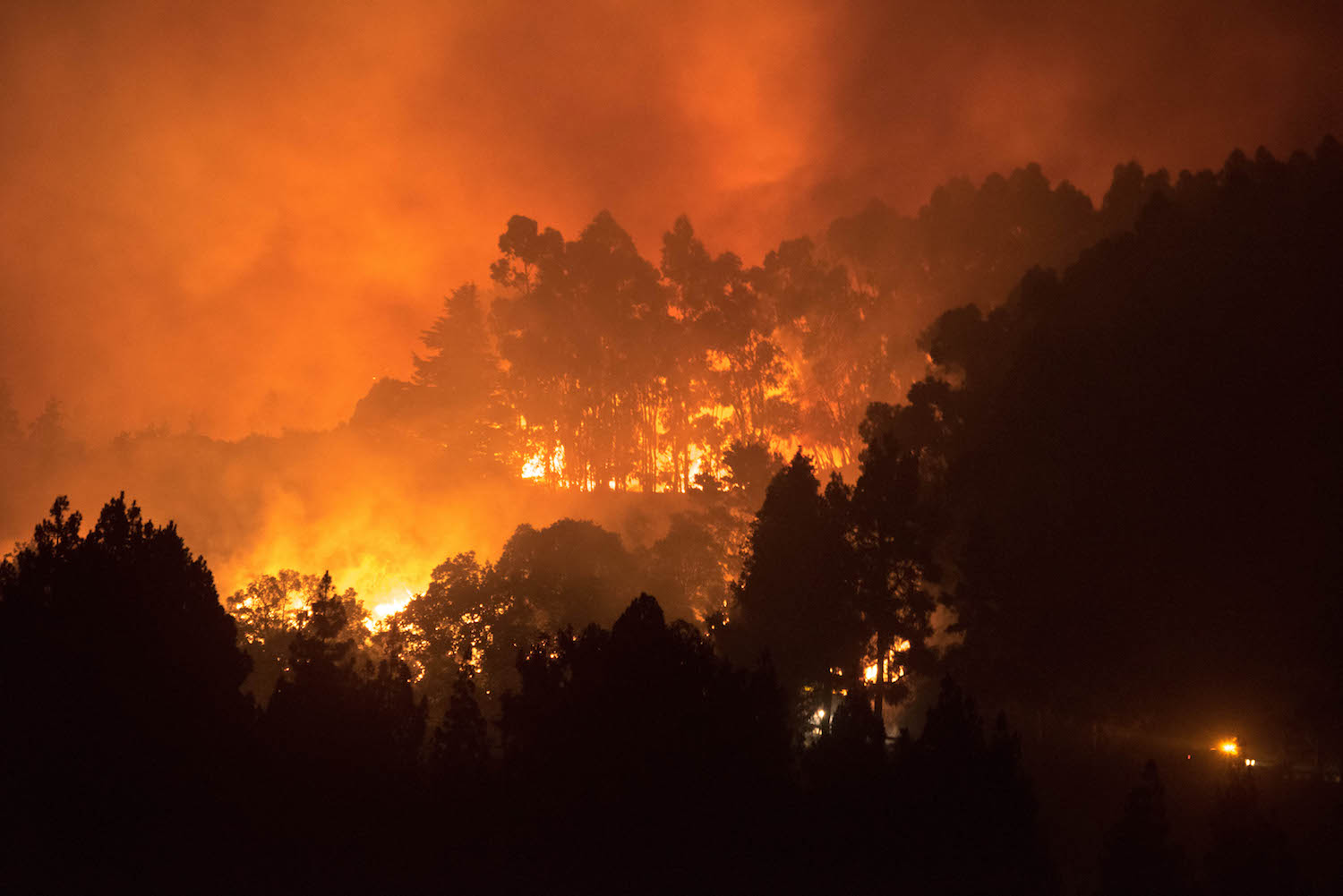 Hoe bosbranden CO2 in de bodem vastleggen