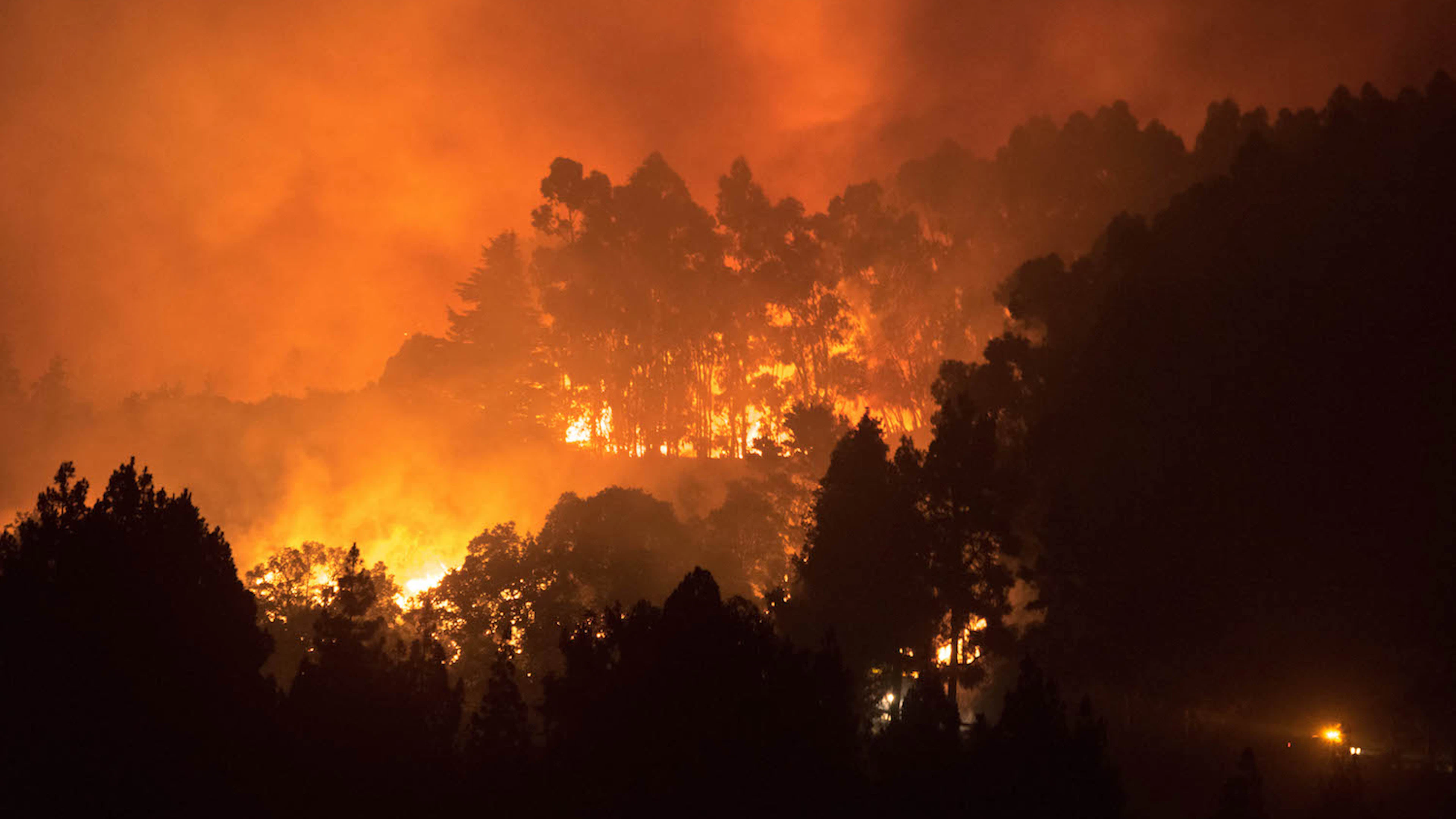 Hoe bosbranden CO2 in de bodem vastleggen