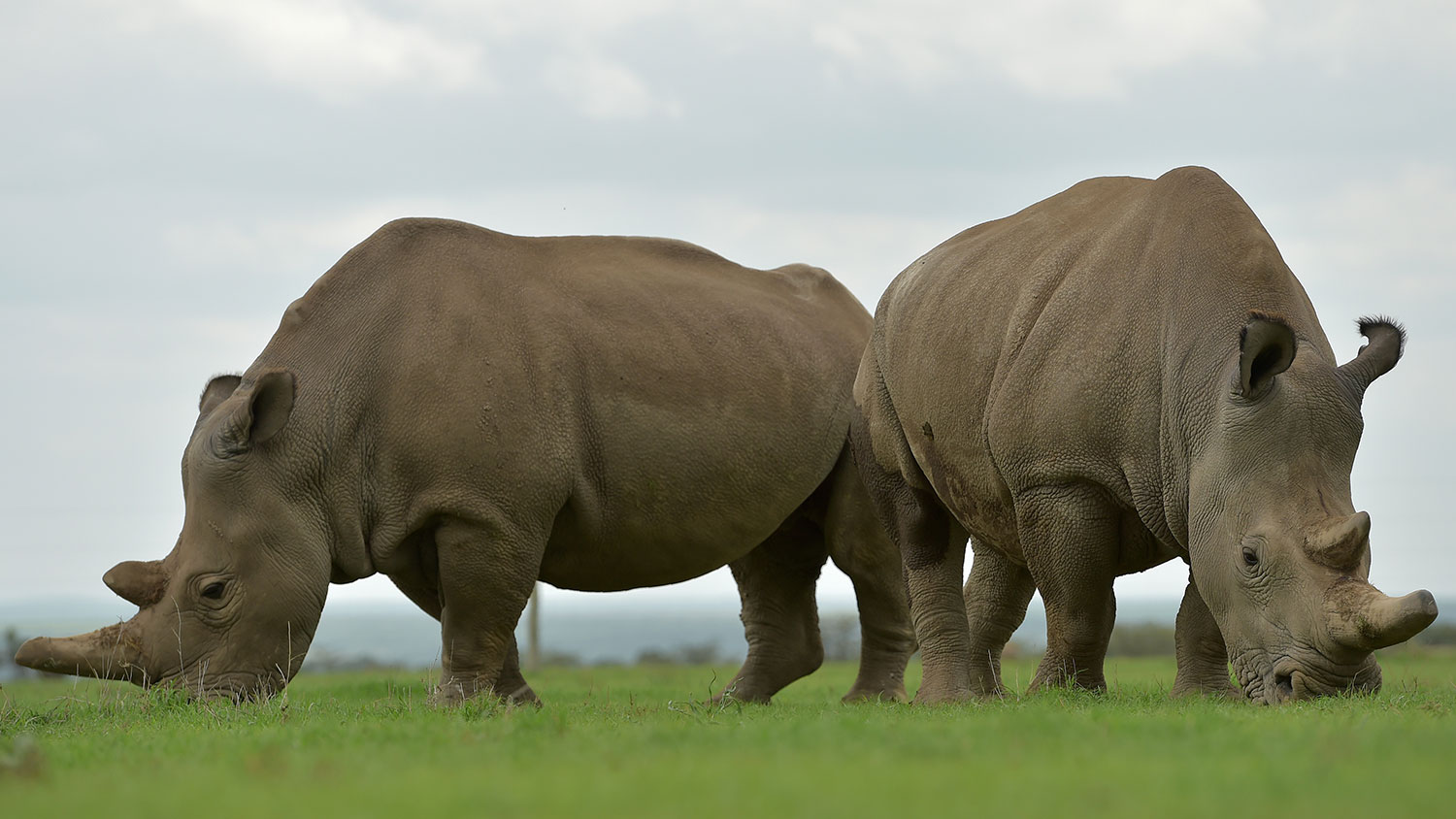 Doorbraak in redding witte neushoorn
