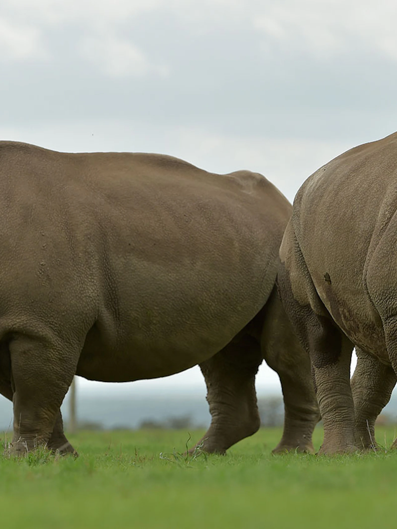 Doorbraak in redding witte neushoorn