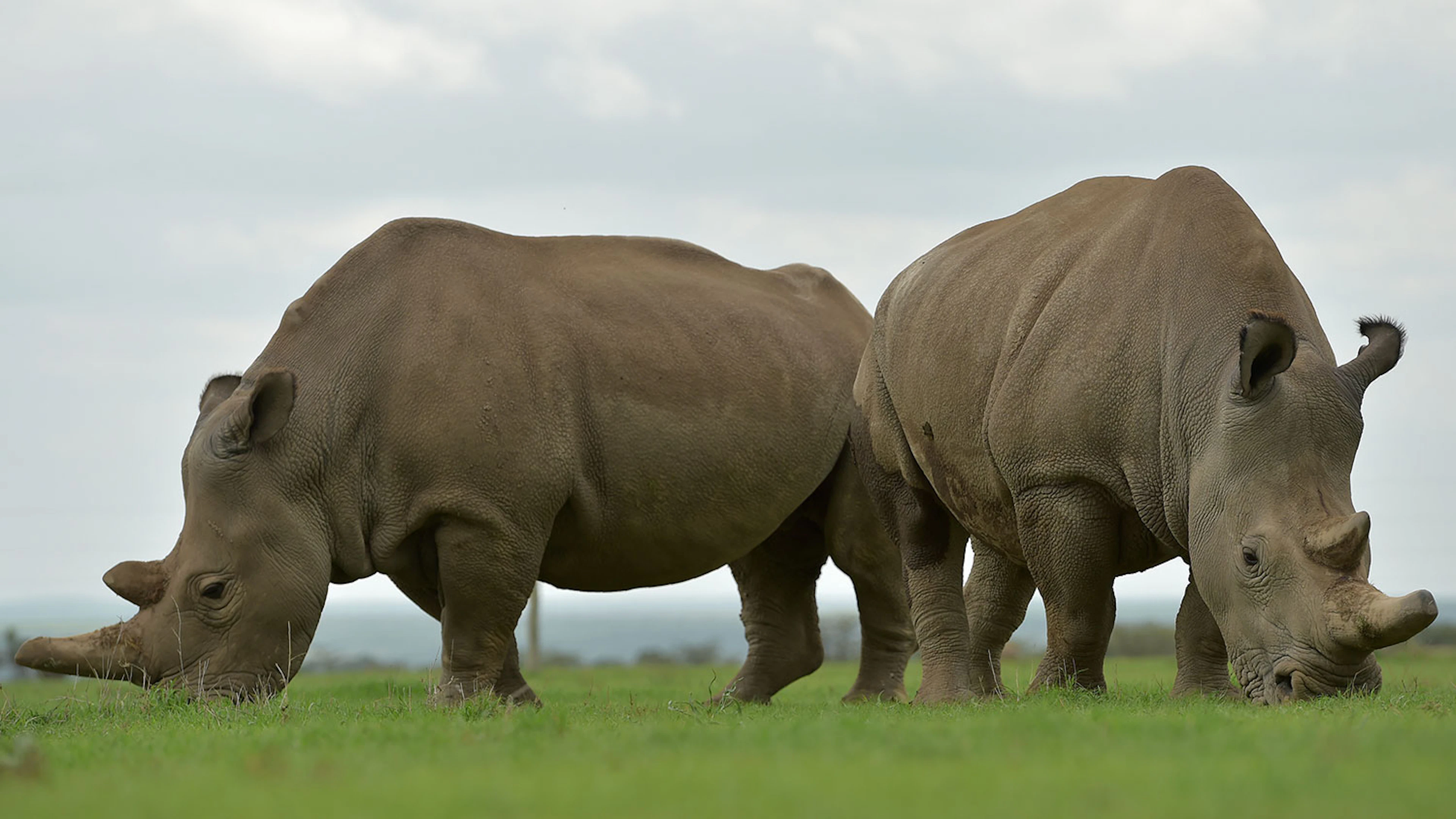 Doorbraak in redding witte neushoorn