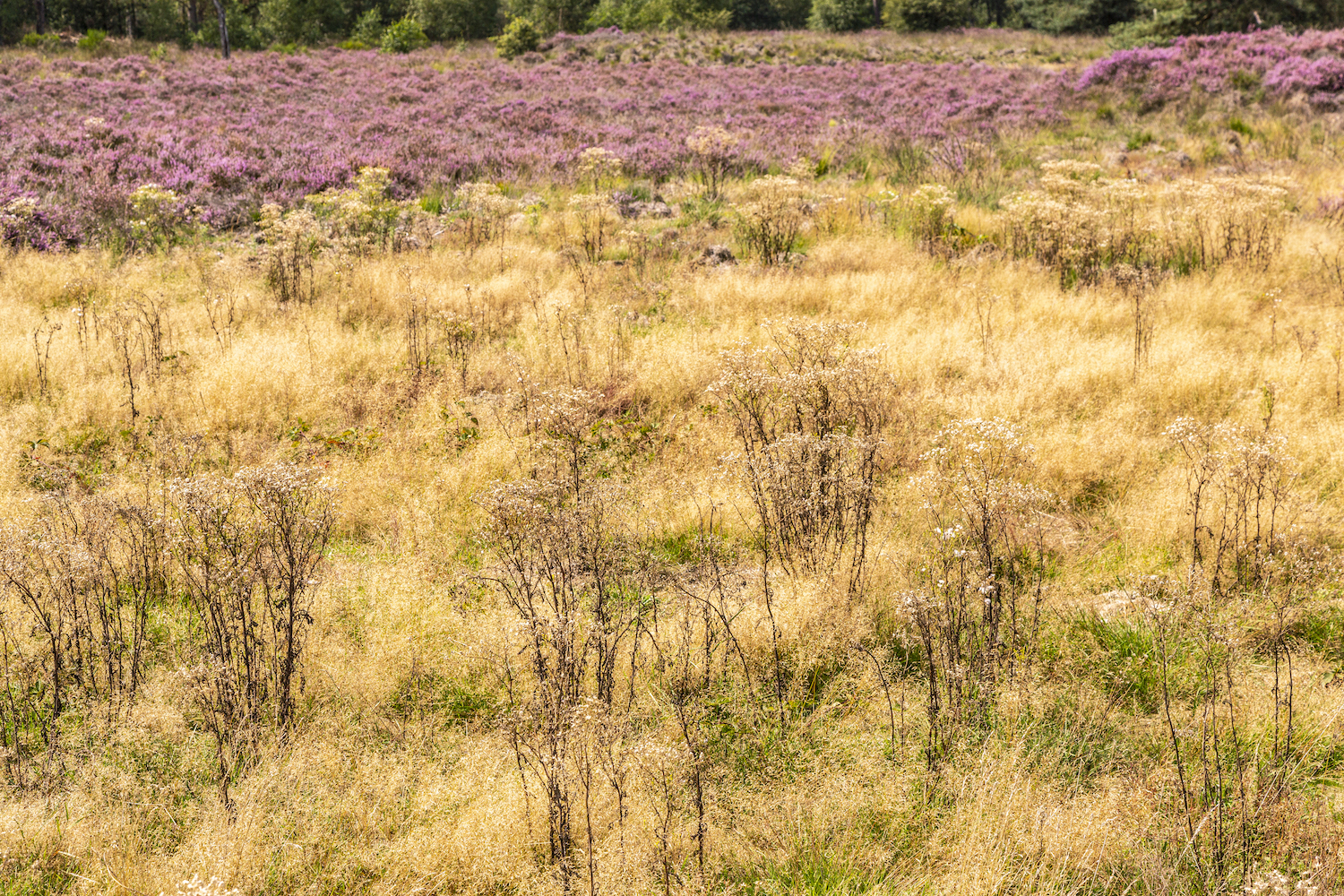 Schimmelsterfte wordt ernstig probleem