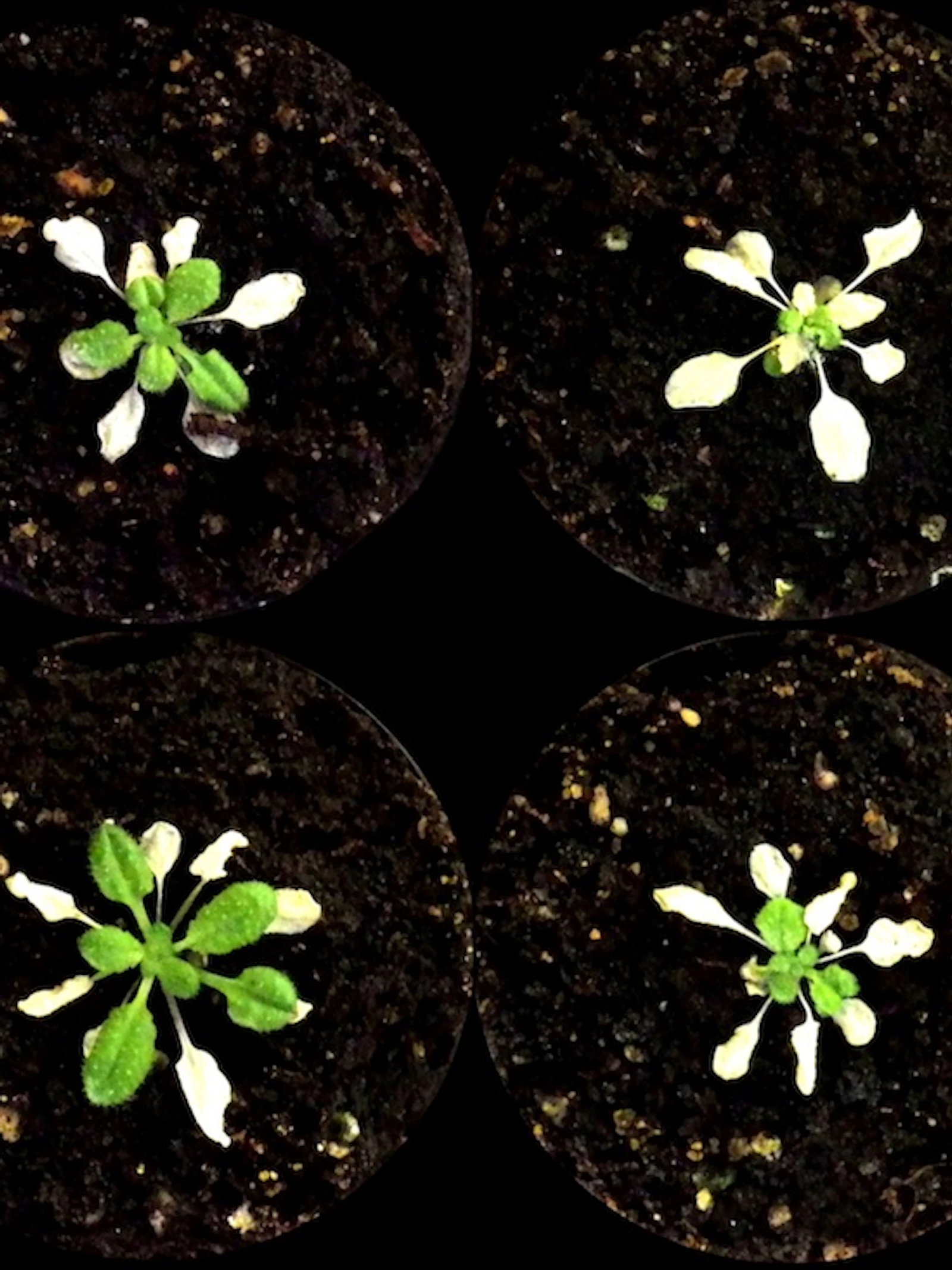 Zo houden planten het hoofd boven water