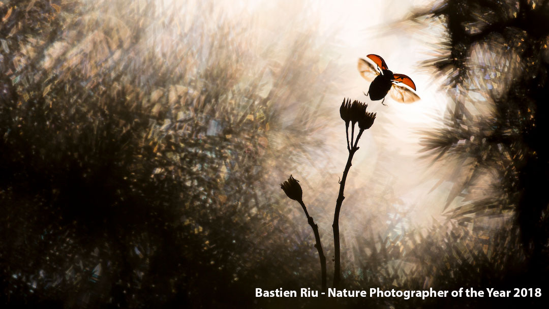 Word jij Nature Photographer Of The Year 2019?
