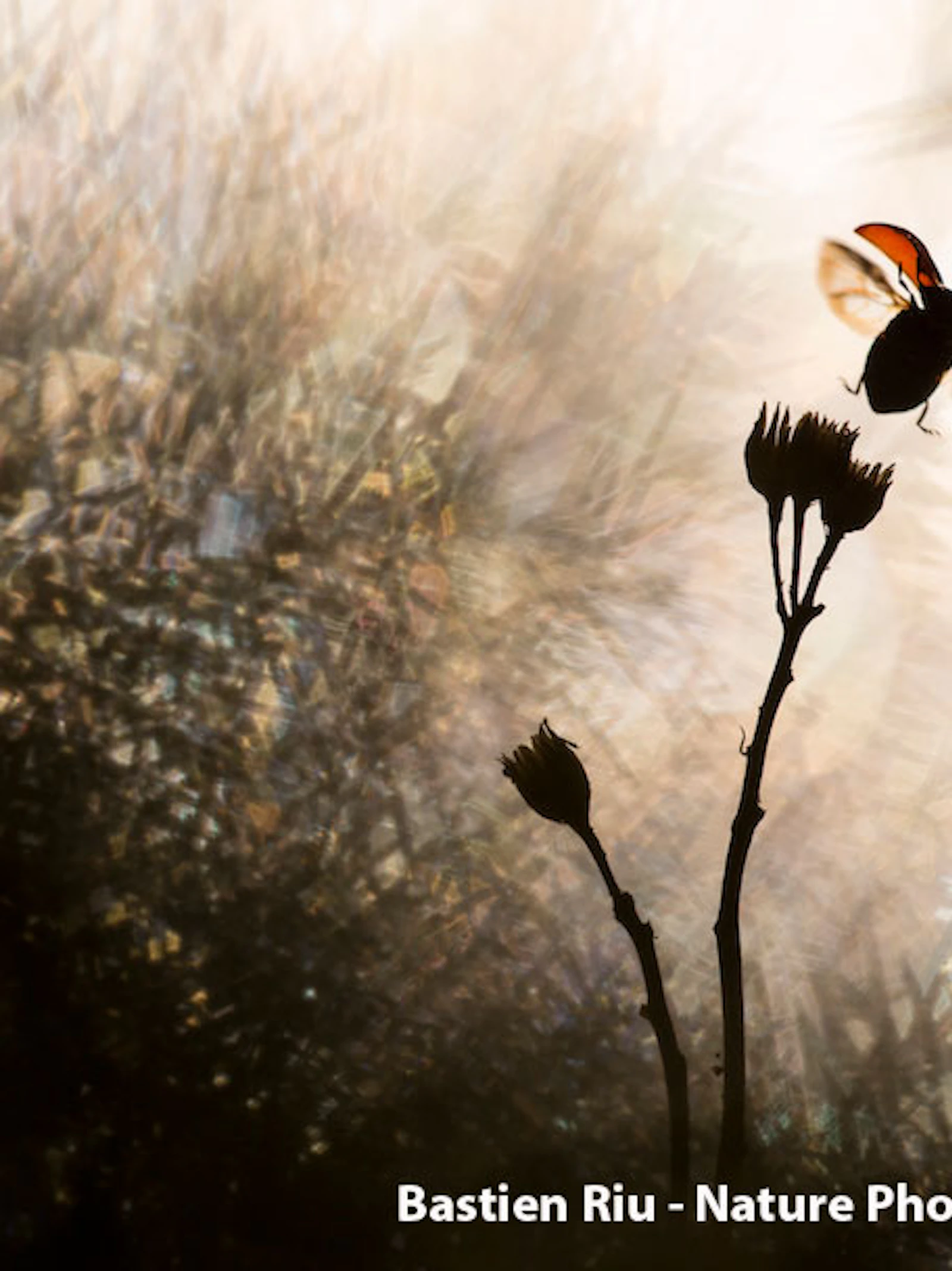 Word jij Nature Photographer Of The Year 2019?