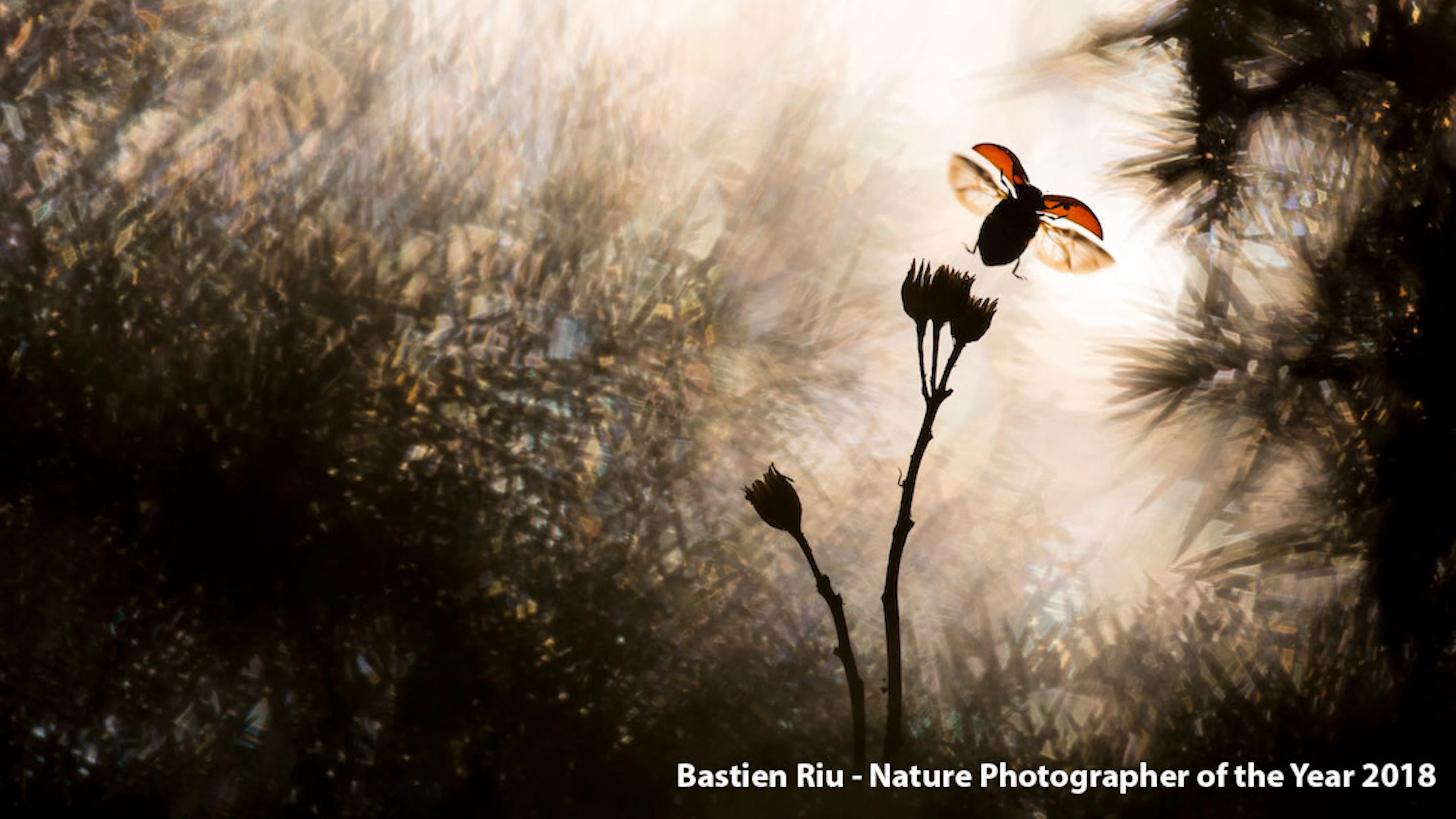 Word jij Nature Photographer Of The Year 2019?