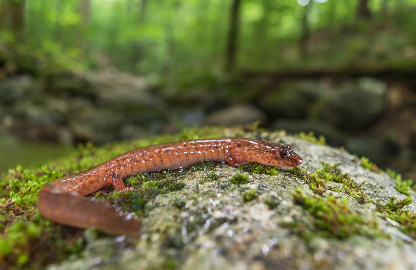 Minder salamanders worden volwassen