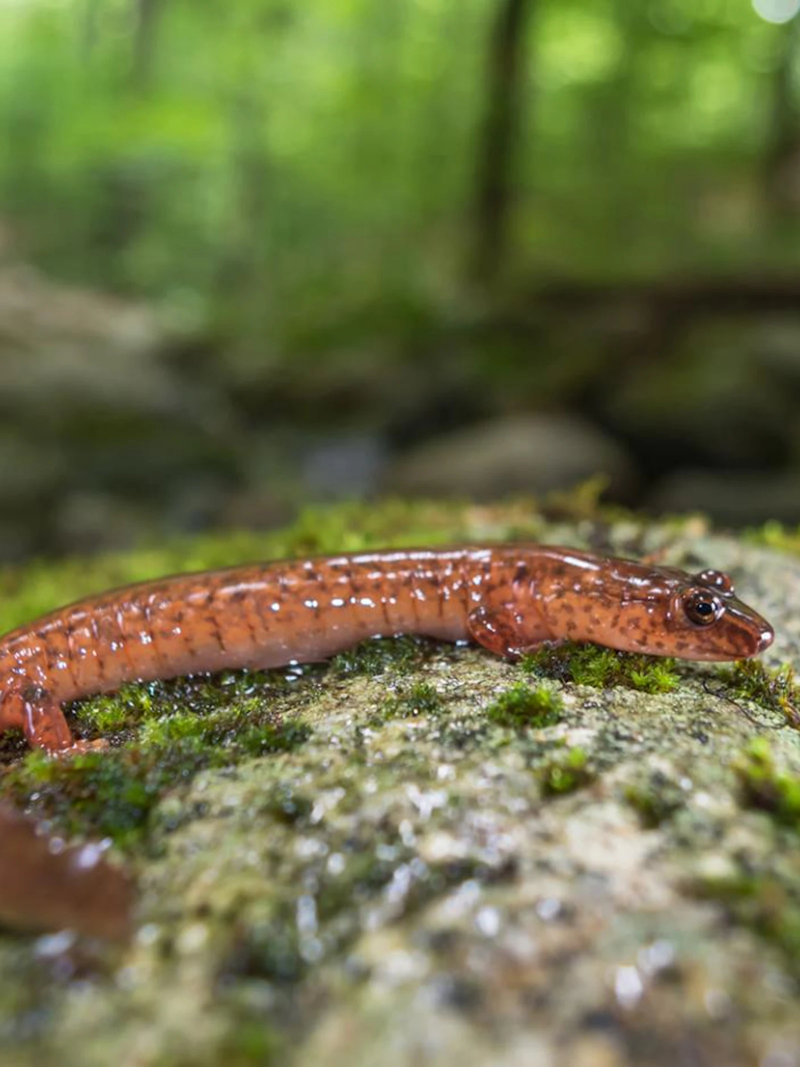 Minder salamanders worden volwassen