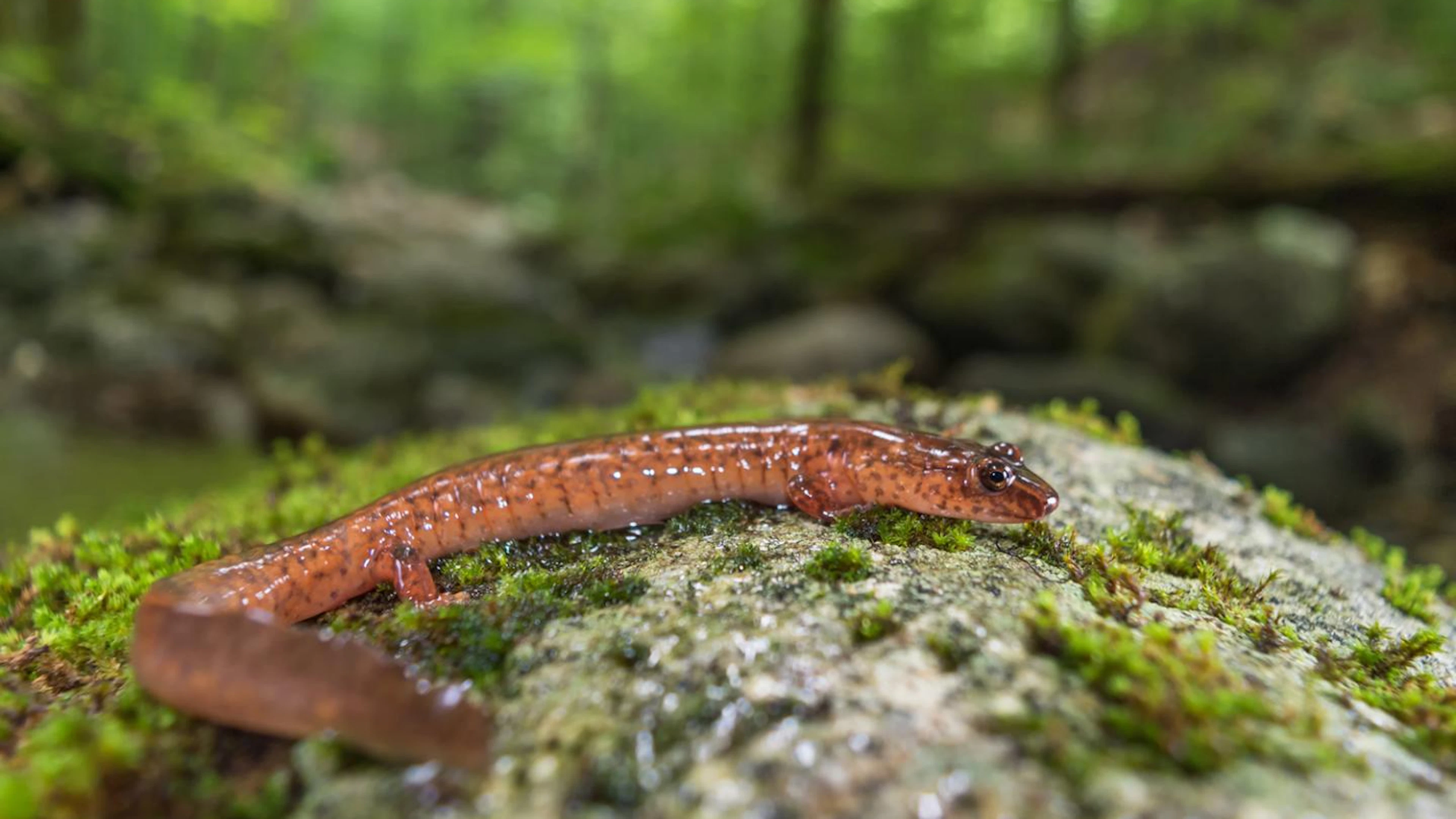Minder salamanders worden volwassen